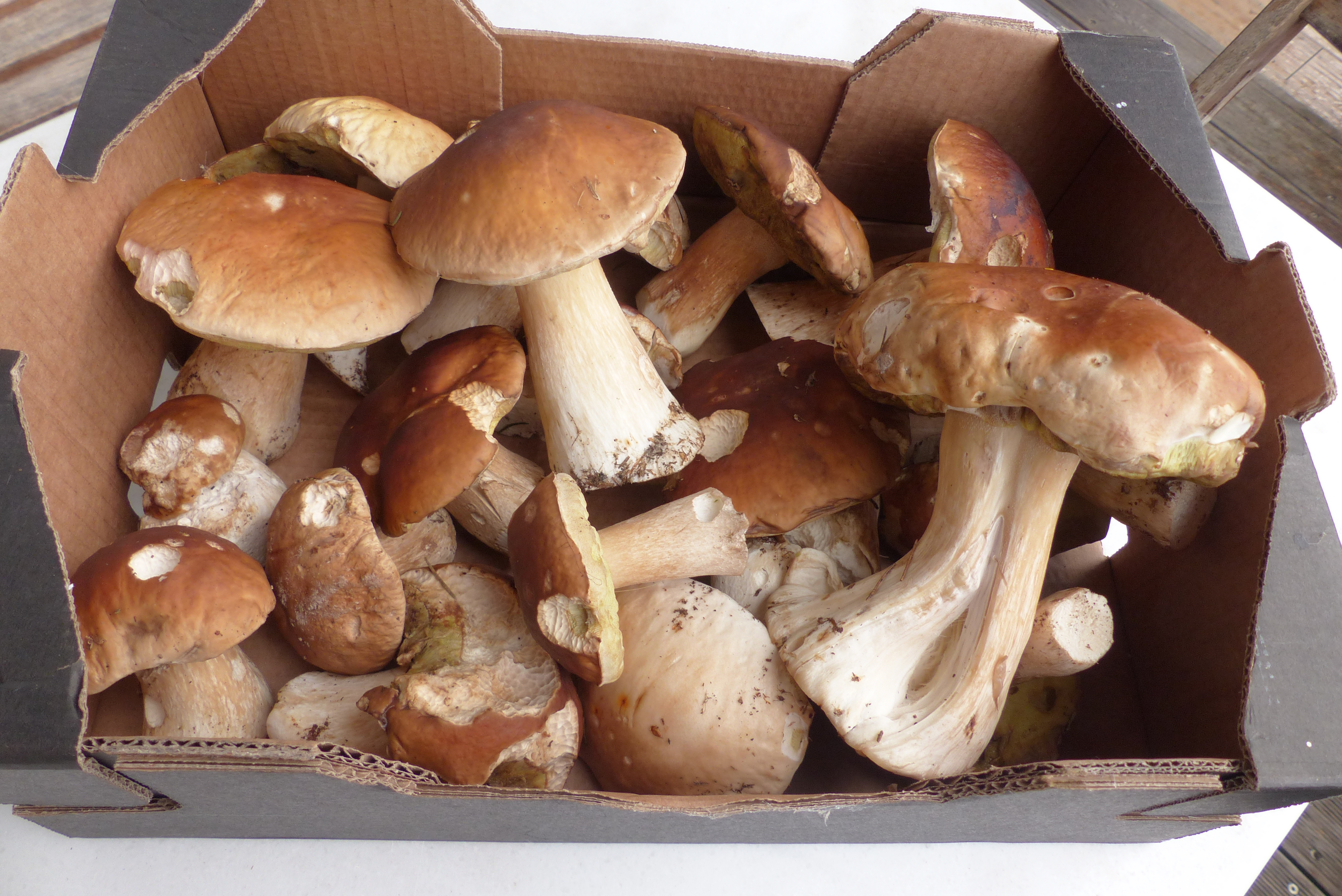 Pilzsauce à la Austria 