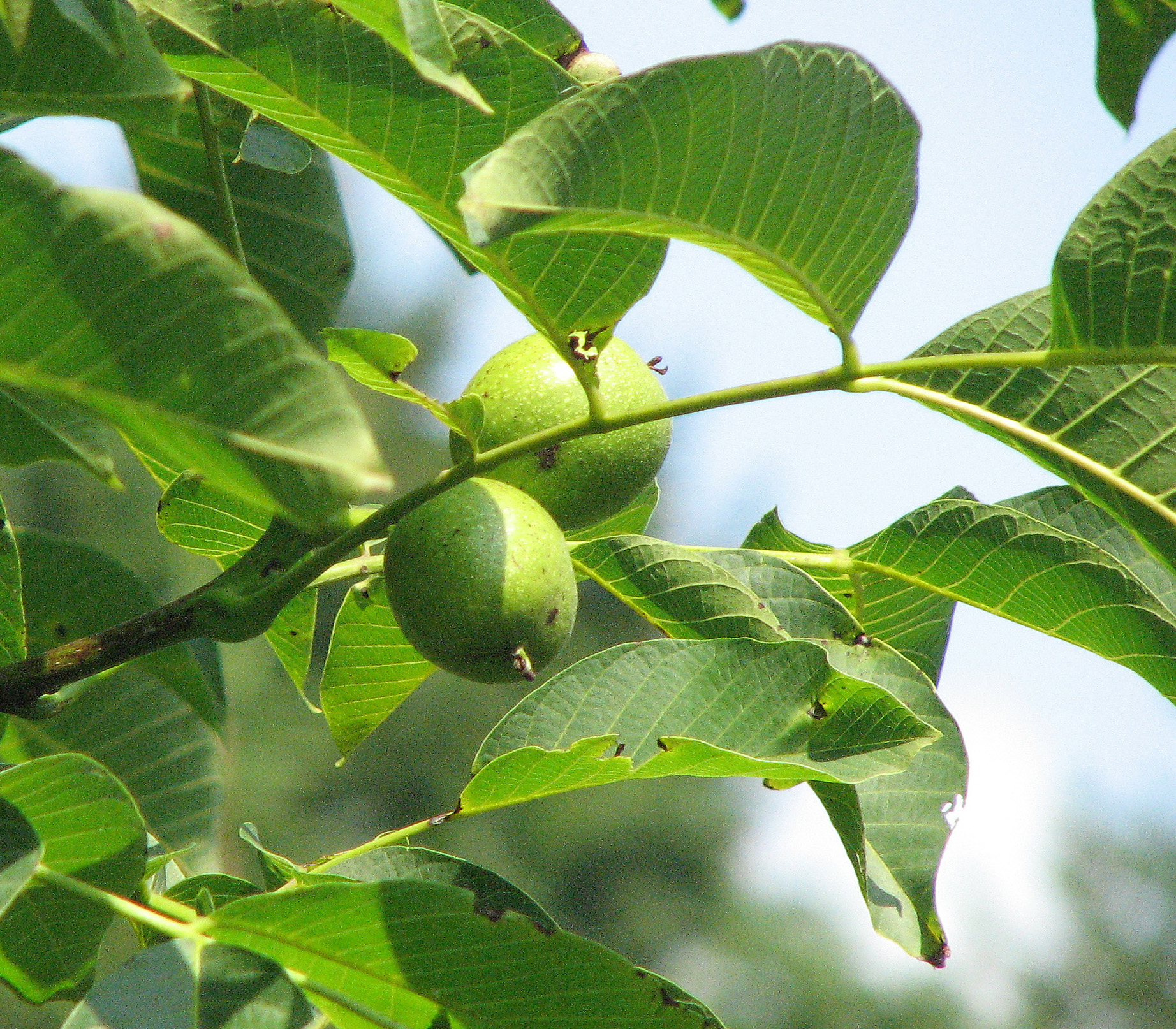 Nussschnaps, Nusslikör
