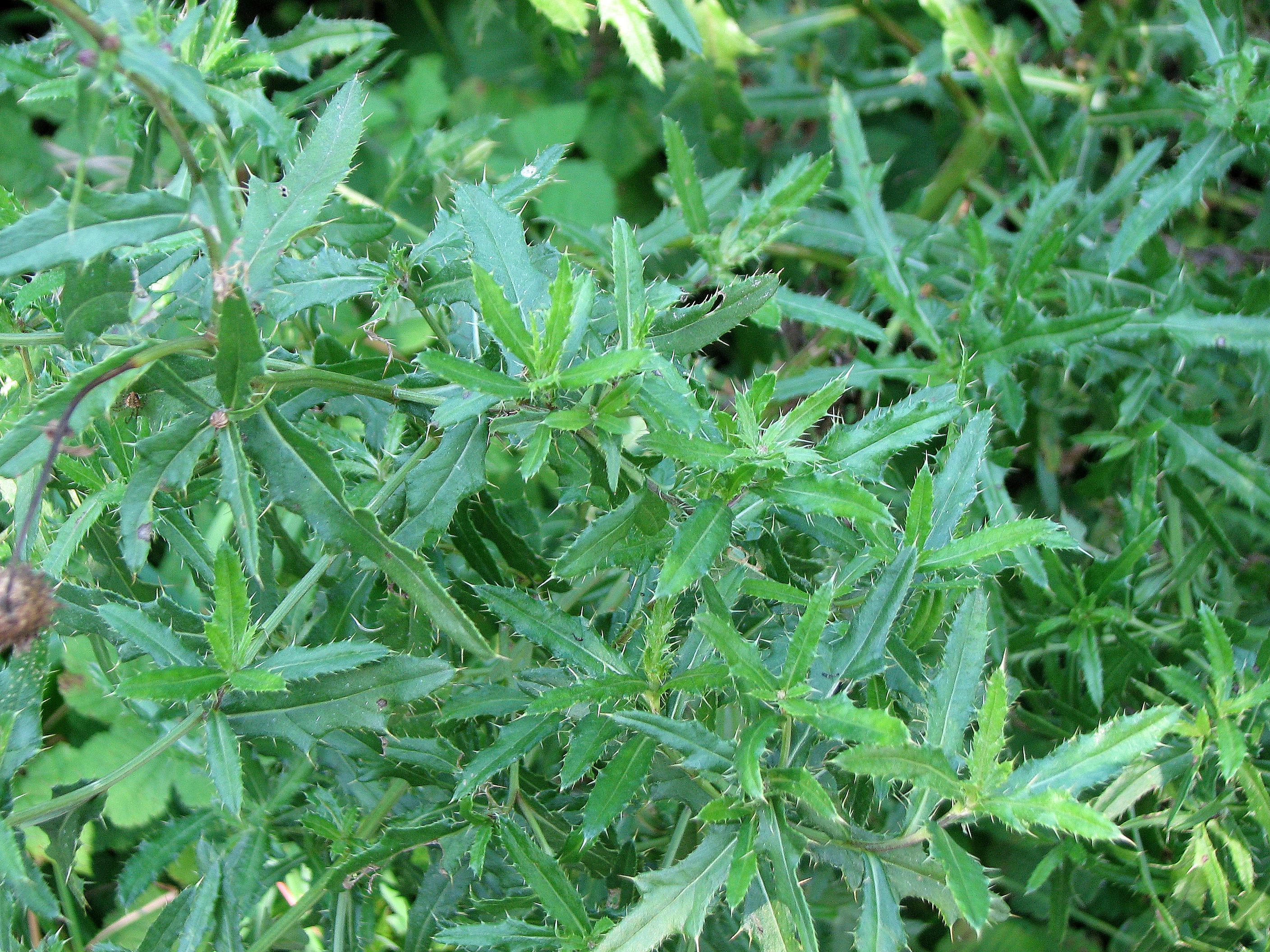Ackerkratzdistel