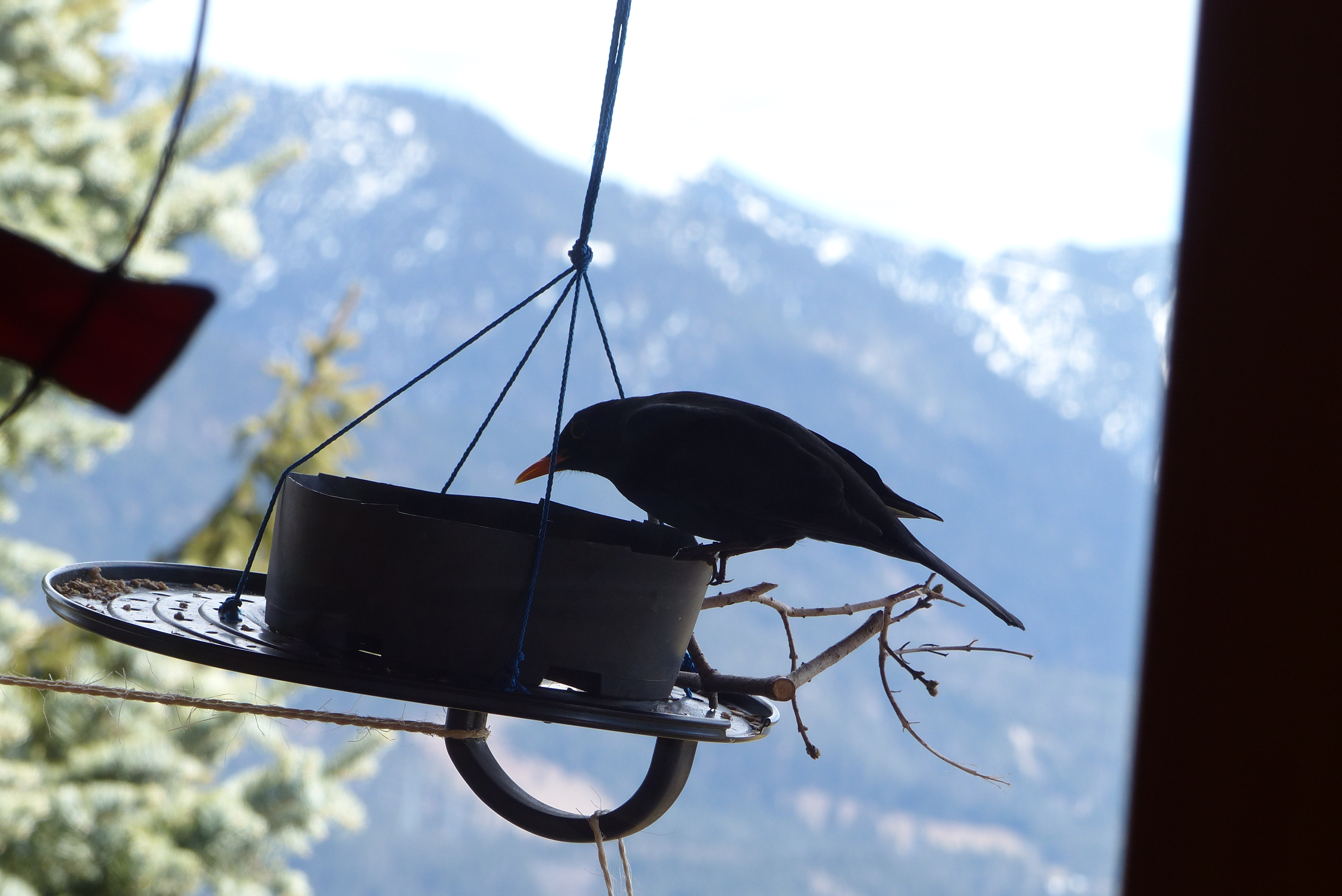 Vogelfutter selber machen