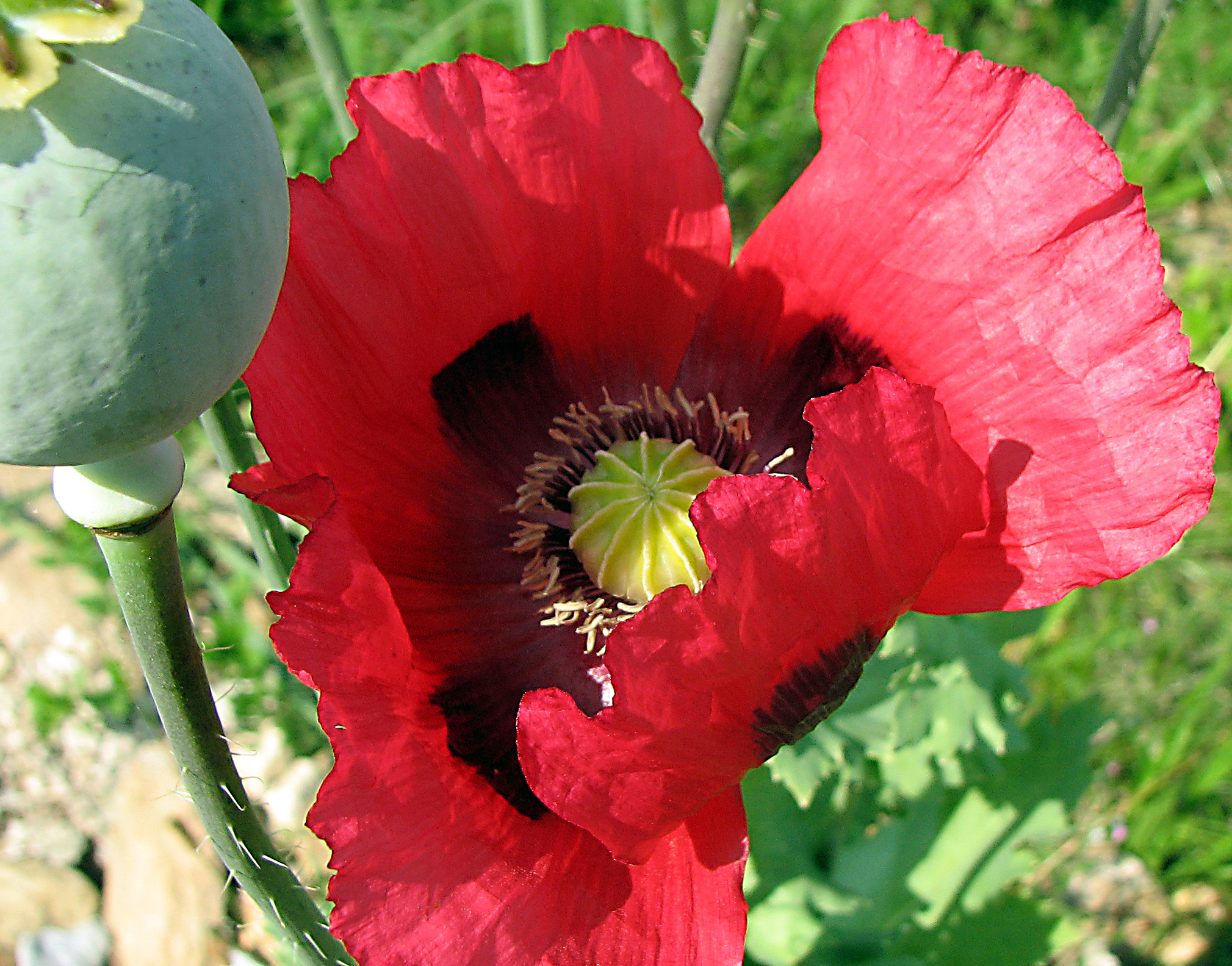 Schlafmohn