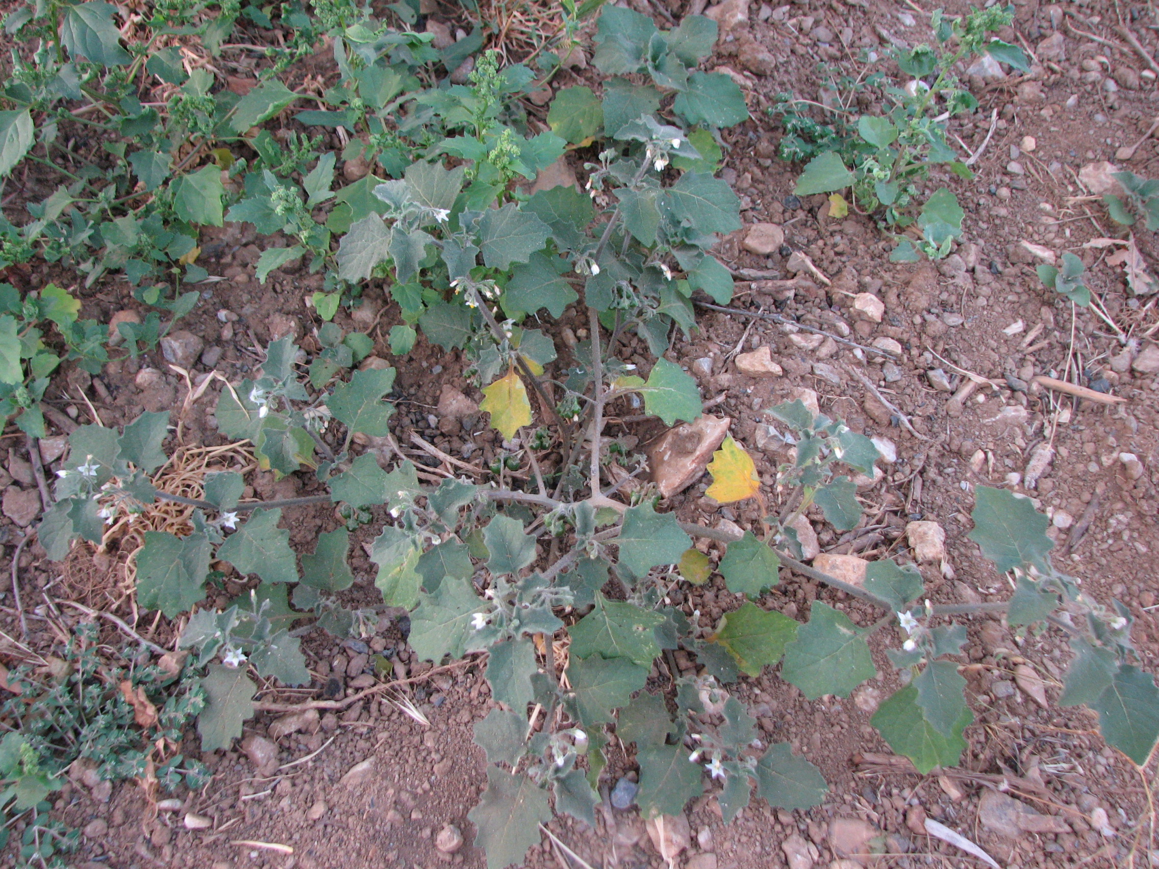 Schwarzer Nachtschatten