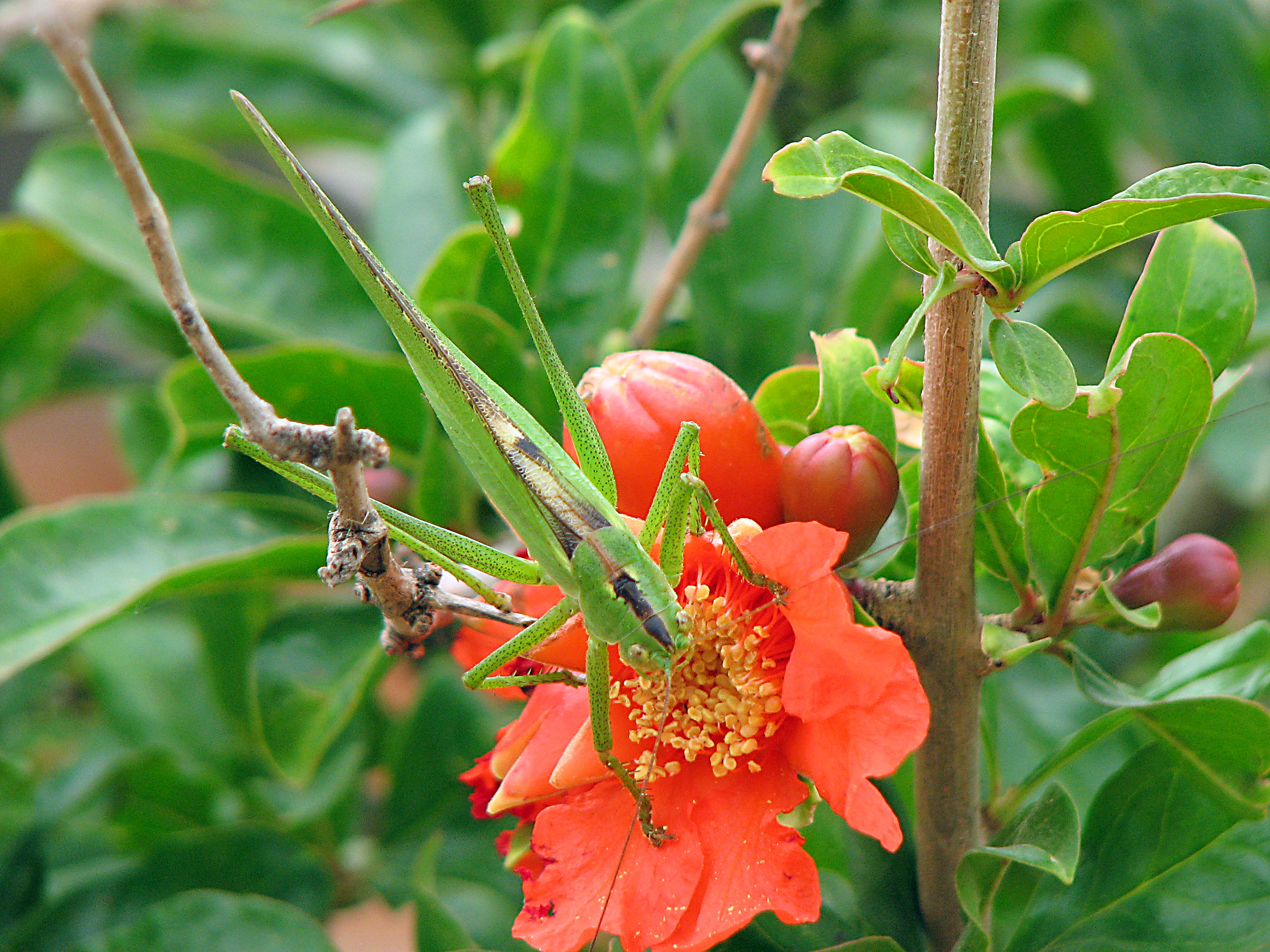 Granatapfel