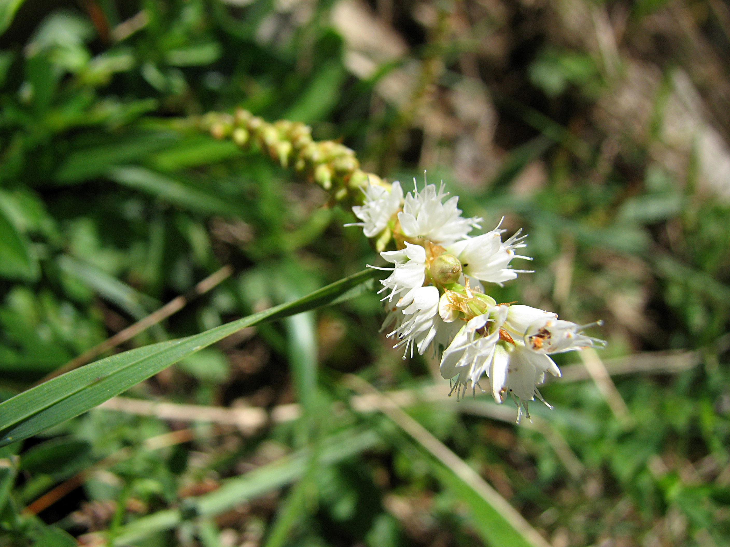 Knöllchenknöterich