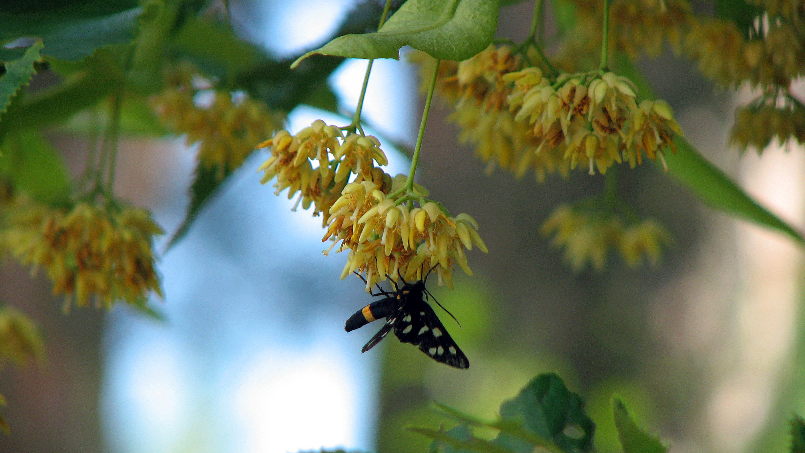 Sommerlinde