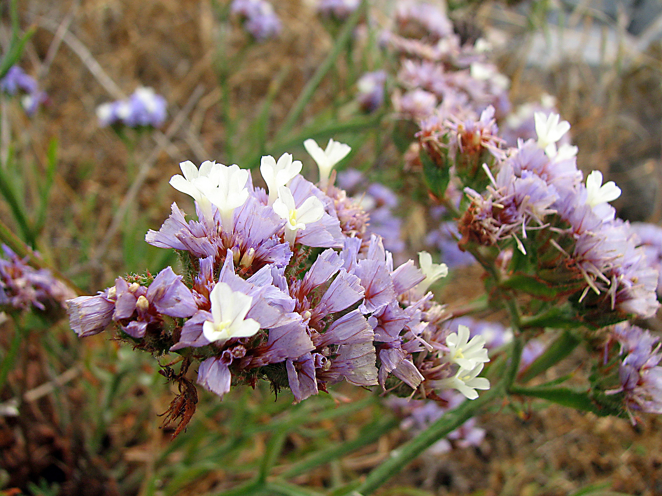 Geflügelter Strandflieder
