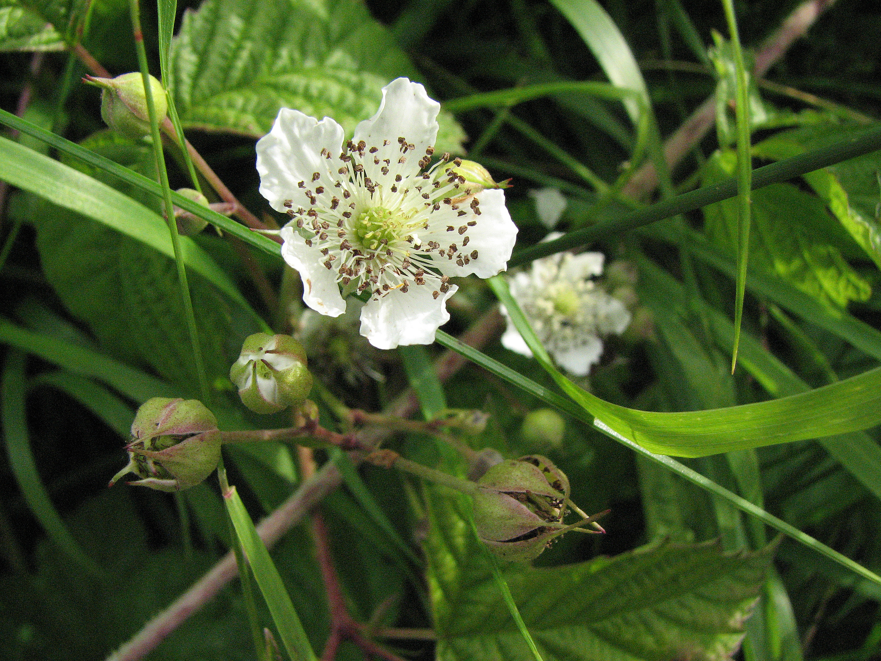 Brombeere