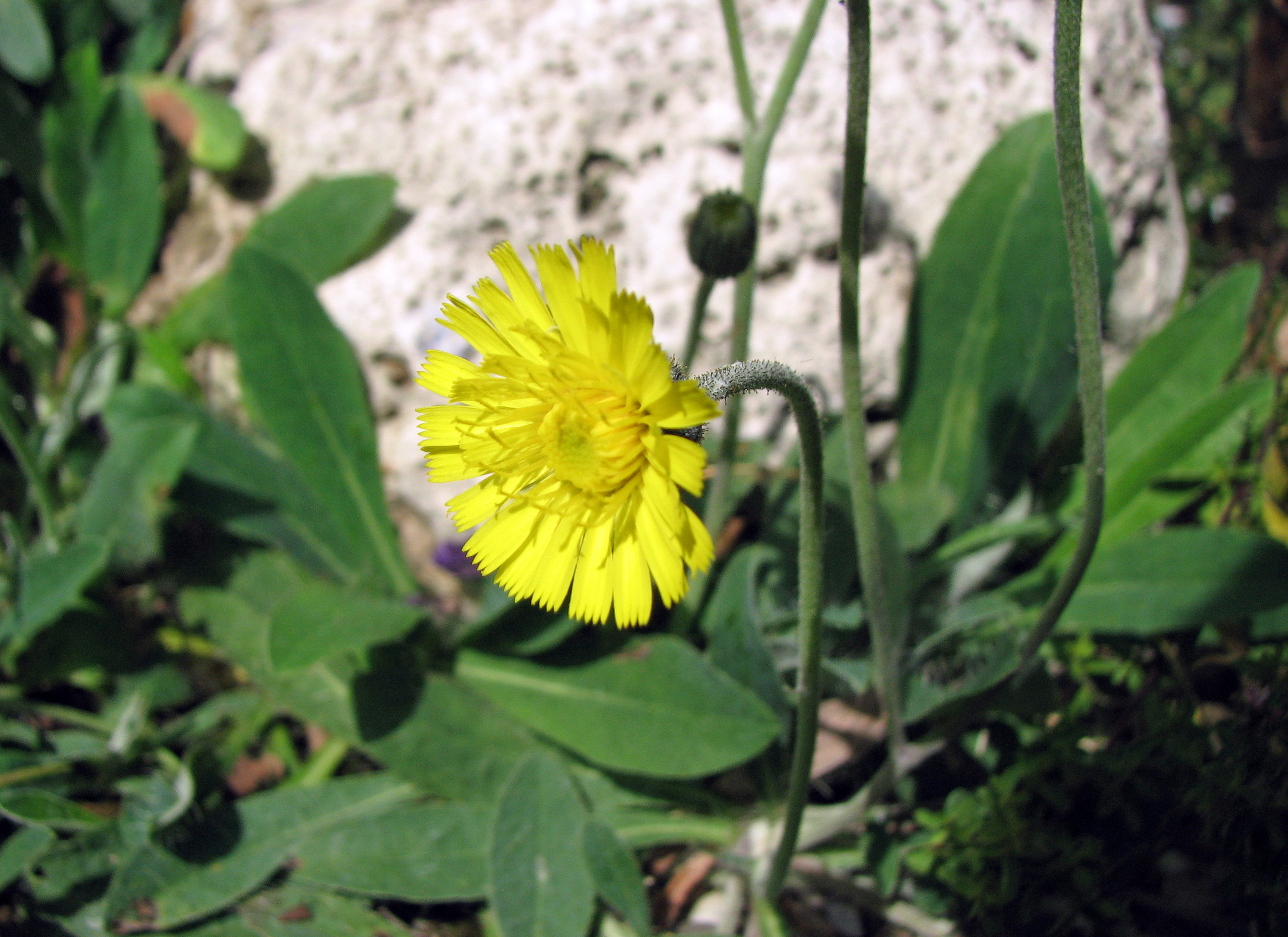 Kleines Habichtskraut