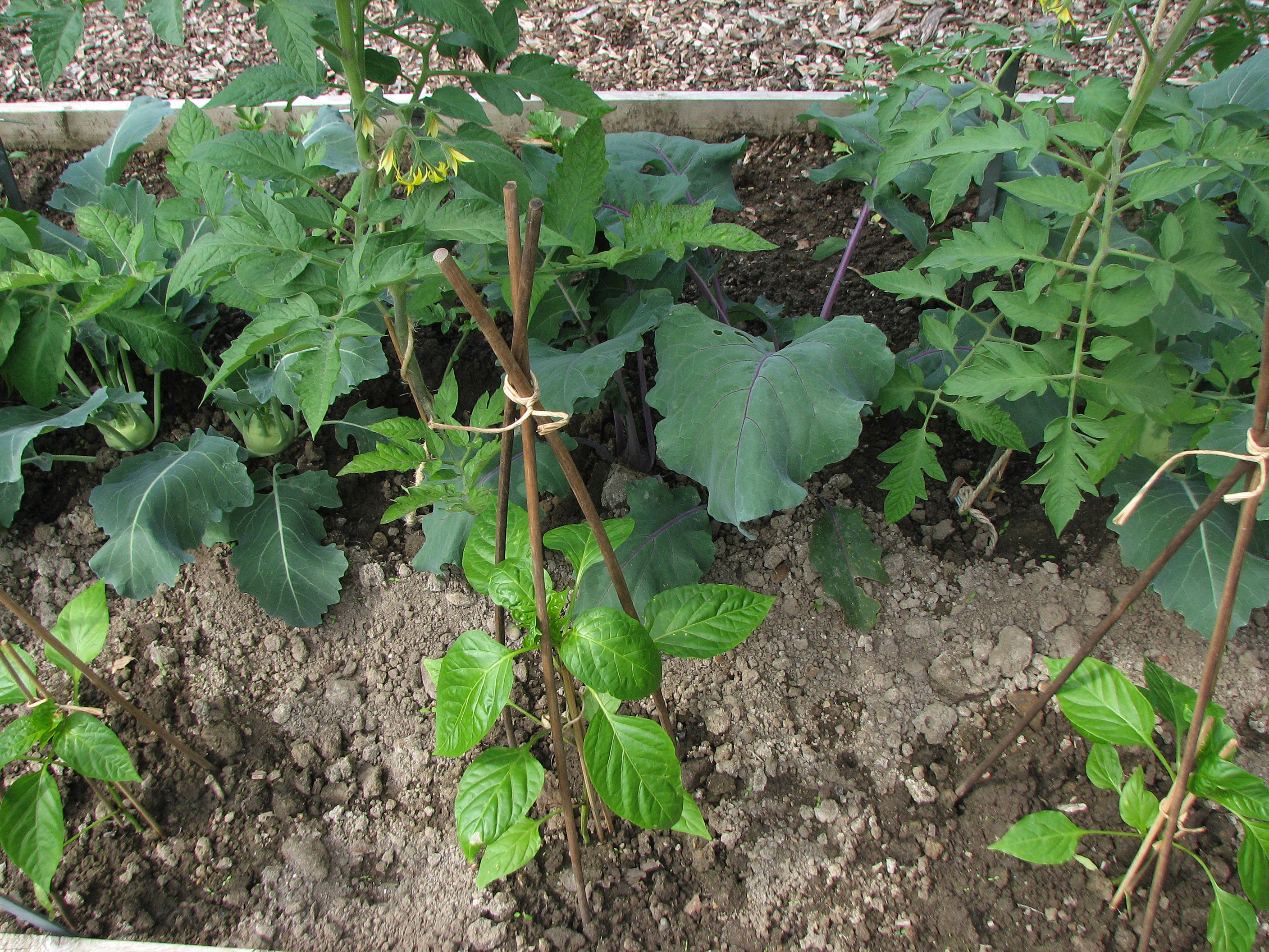 Kohlrabi