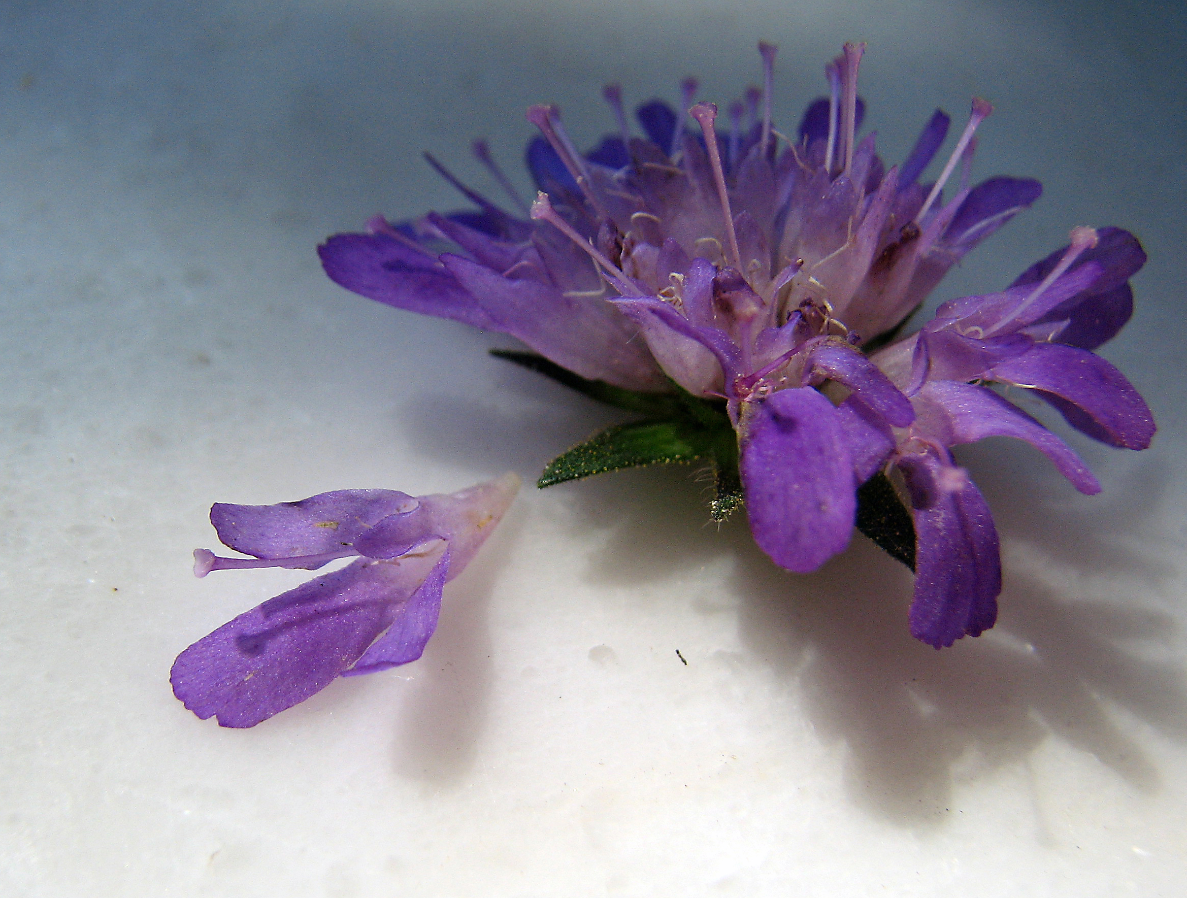 Waldwitwenblume