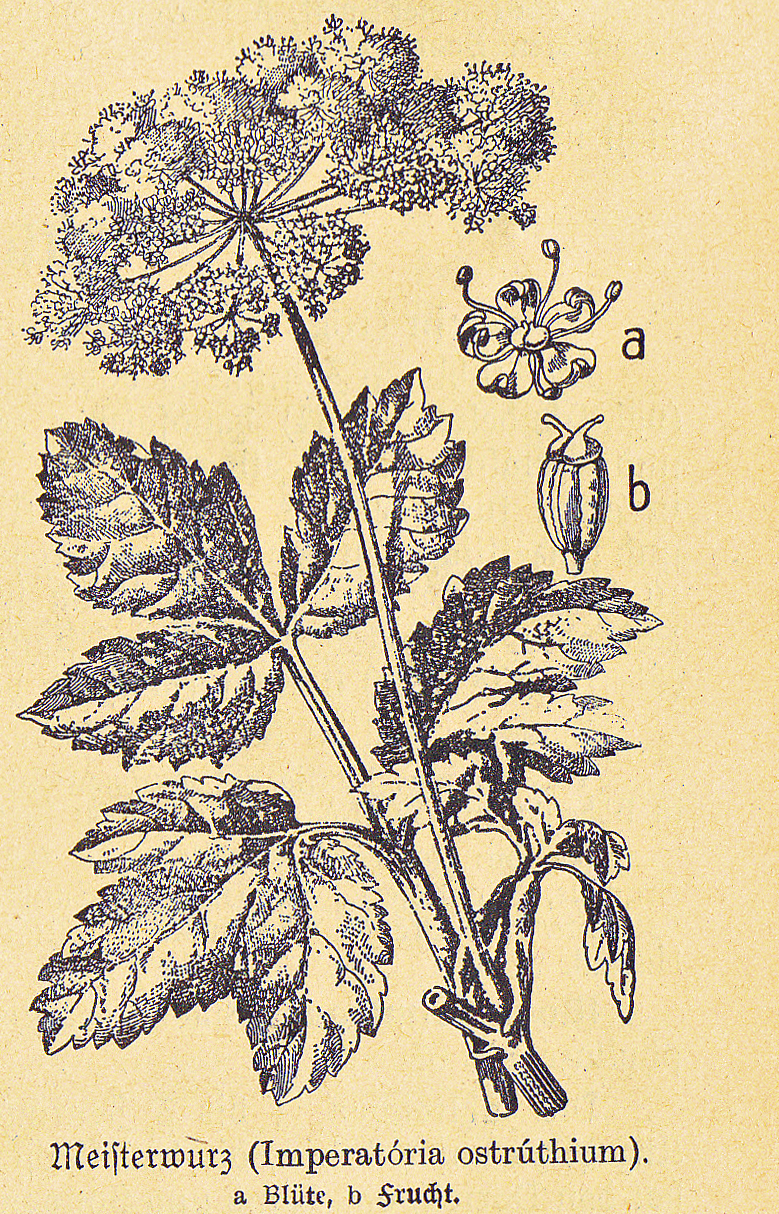Meisterwurz