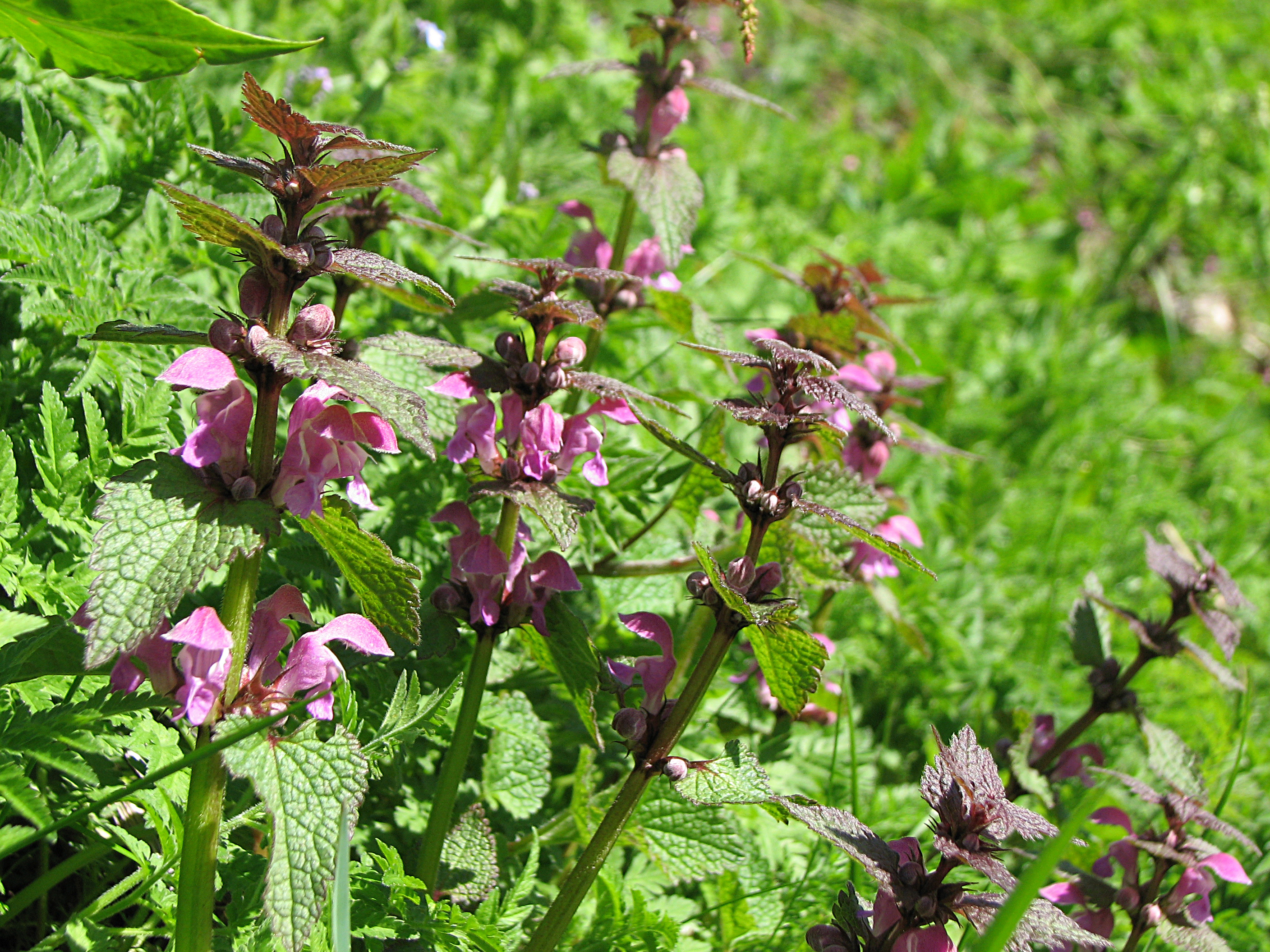 Gefleckte Taubnessel