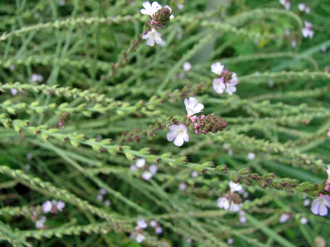 Echtes Eisenkraut