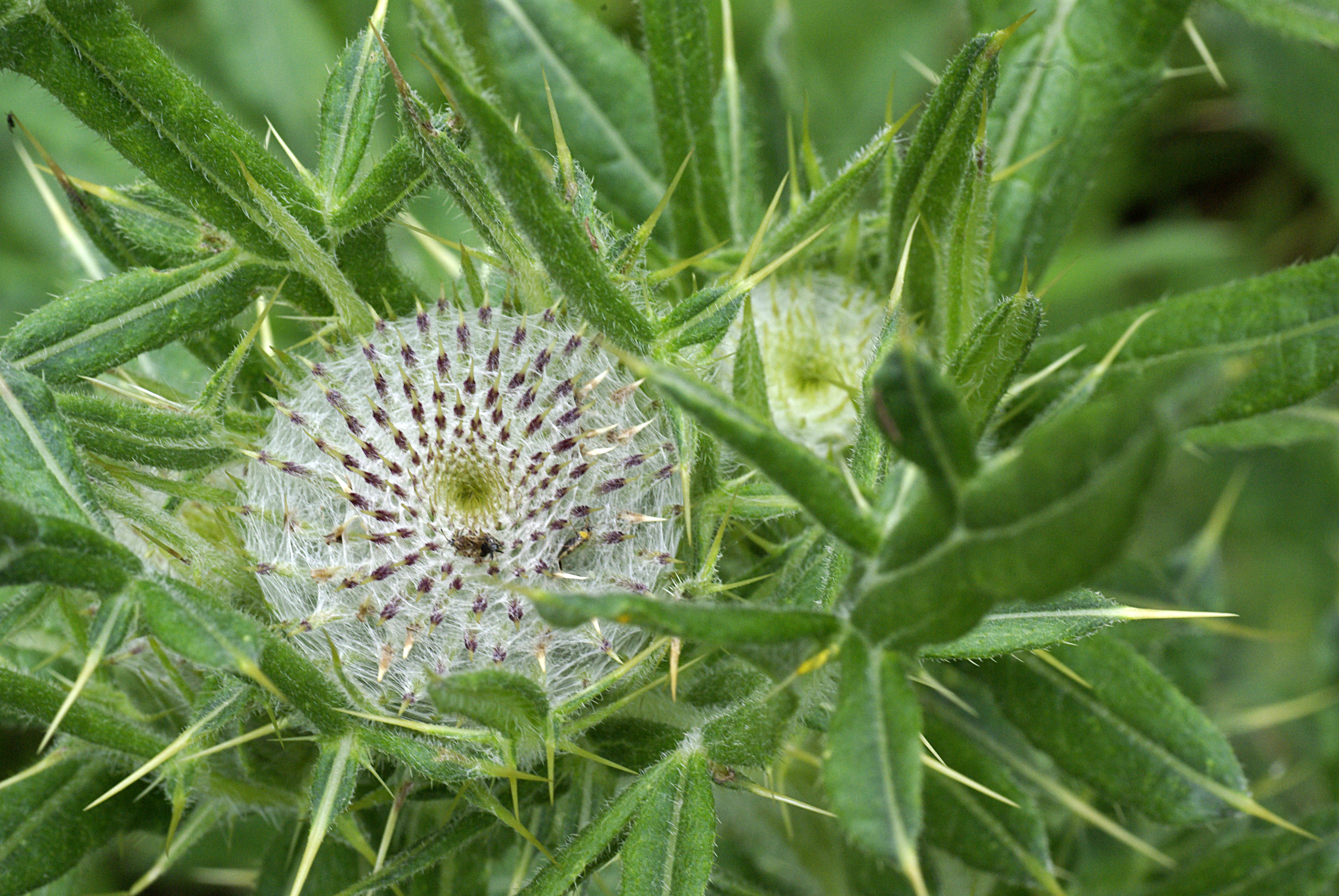 Wollkopfkratzdistel