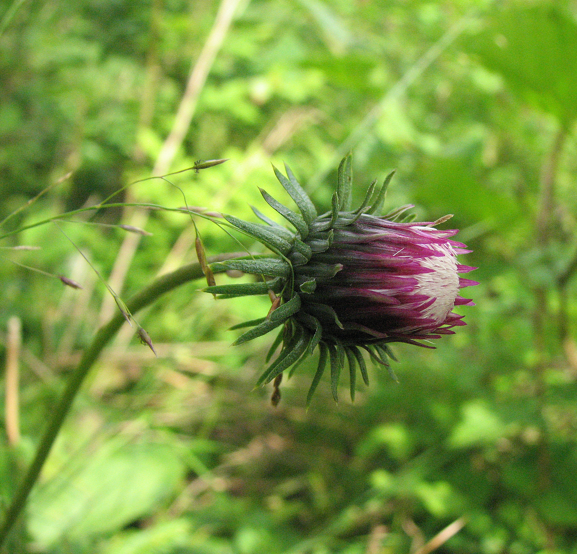 Gewöhnliche Bergdistel