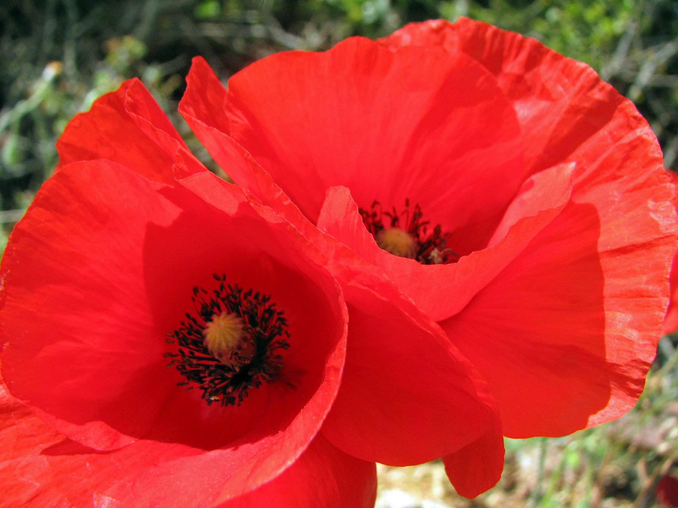 Klatschmohn