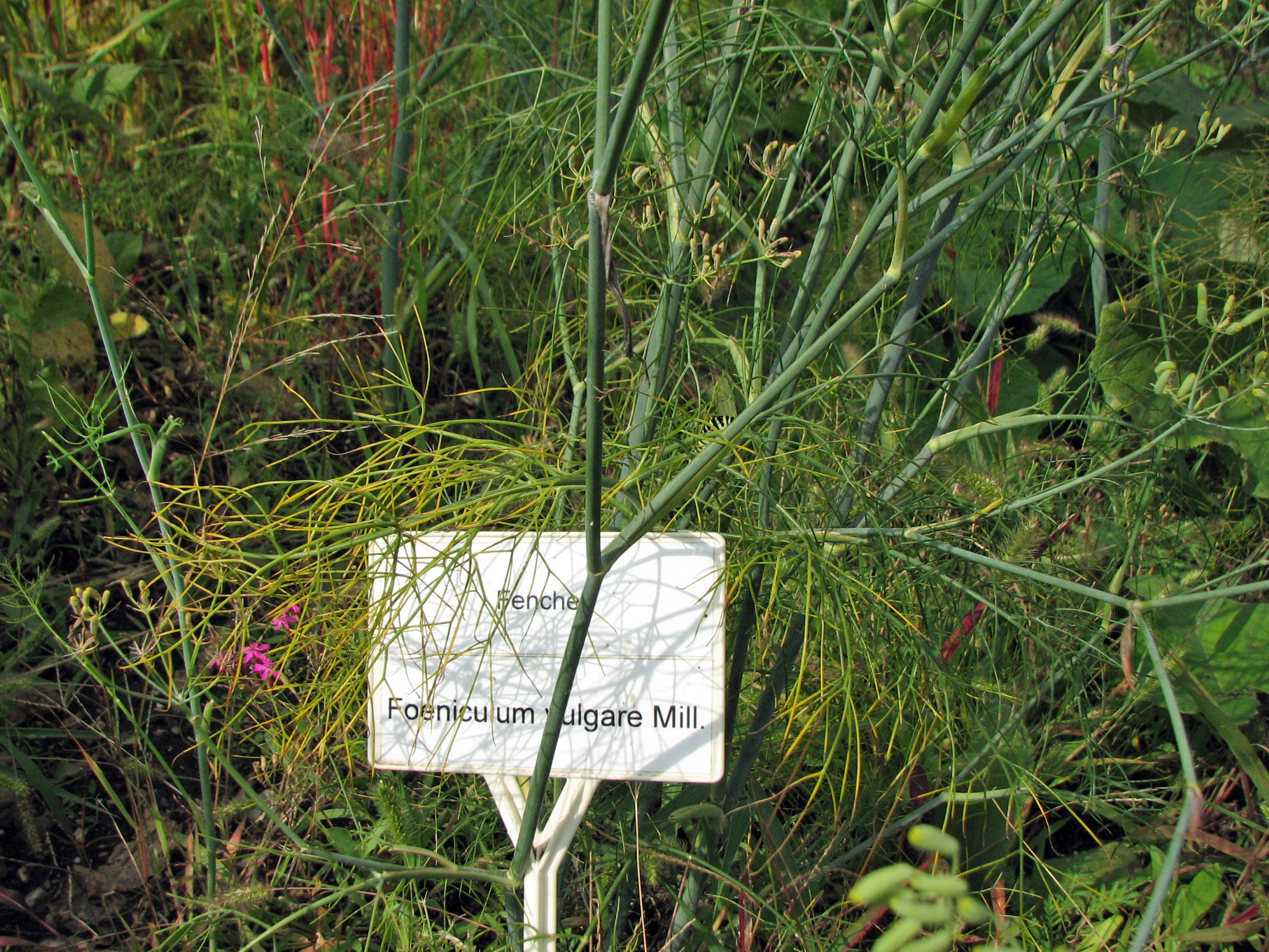 Gewürzfenchel