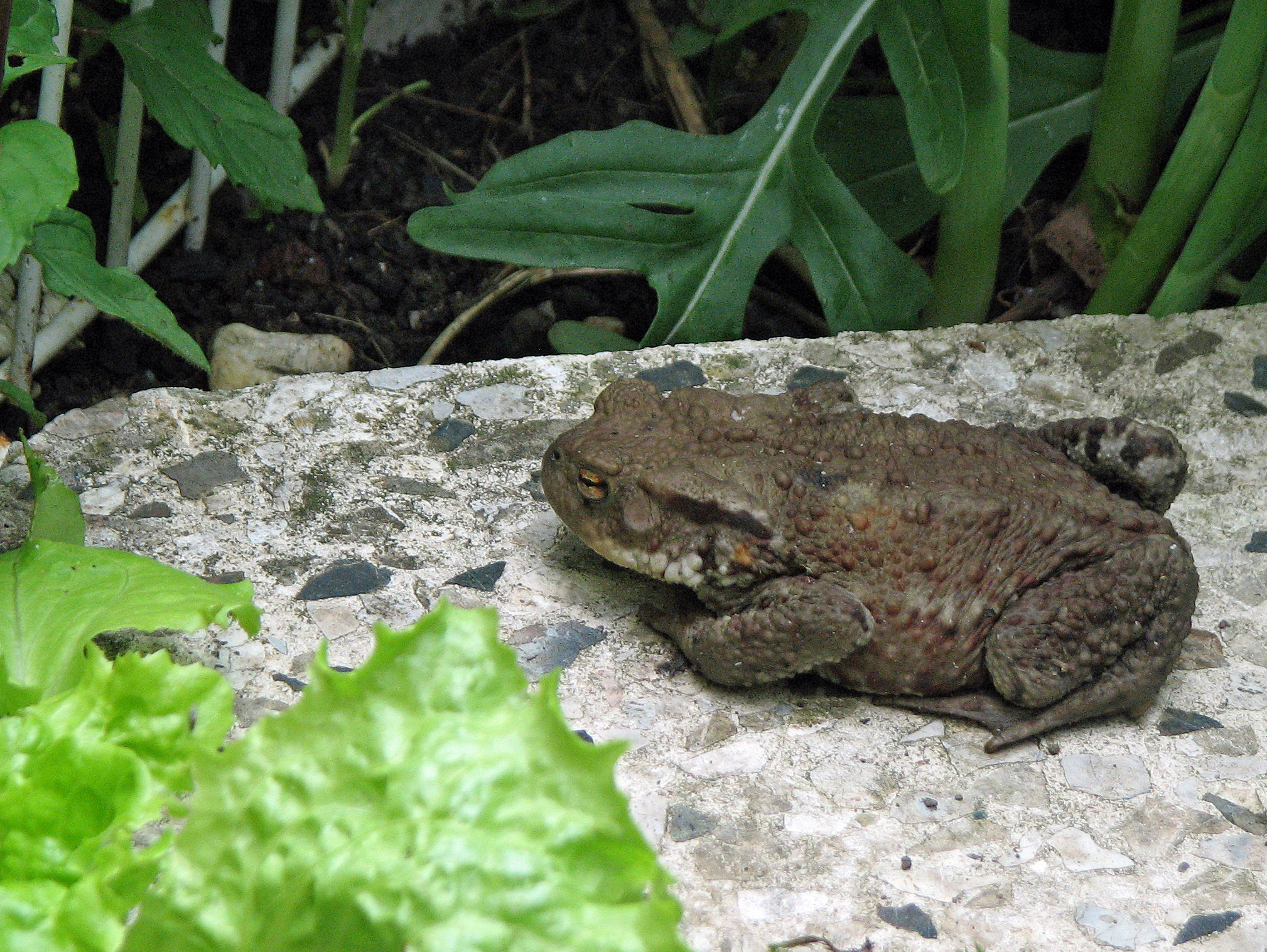 <p>Die <em>Erdkröte </em>auf Schneckenlauer. Sie frisst kleinere Schadschnecken.</p>