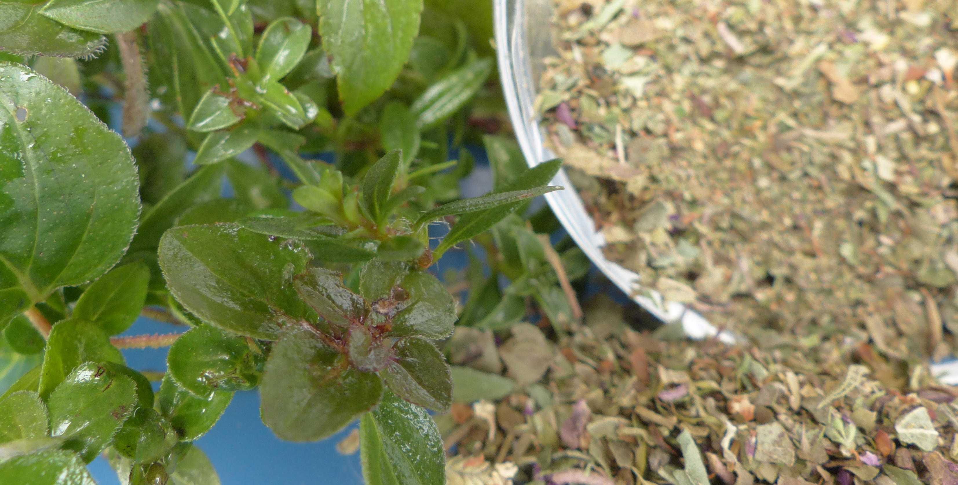 <p>Griechische Kräutermischung: frisch und getrocknet.</p>