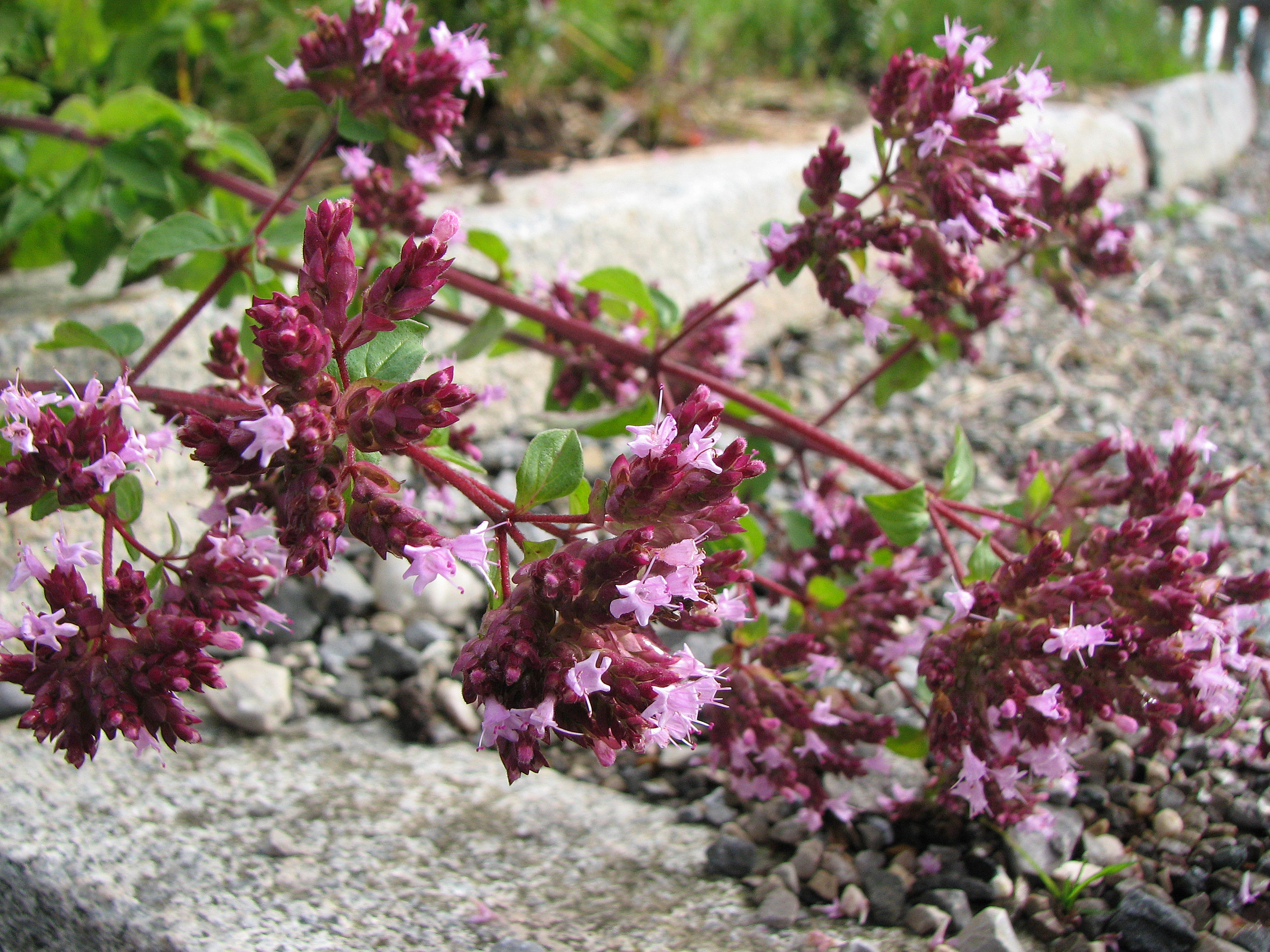 Oregano