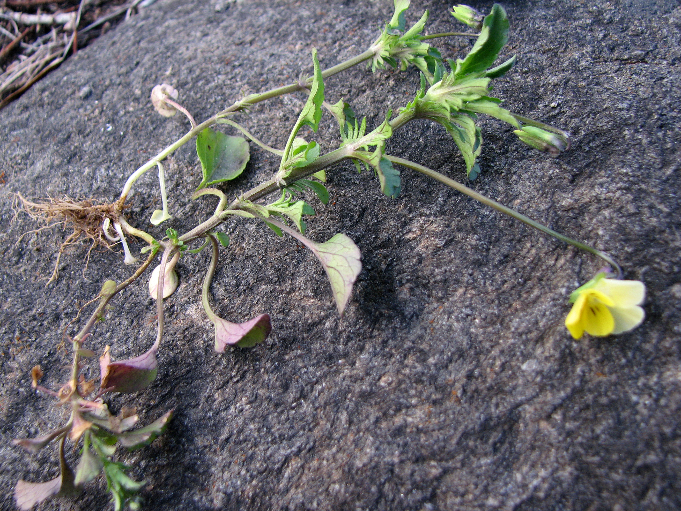 Ackerstiefmütterchen