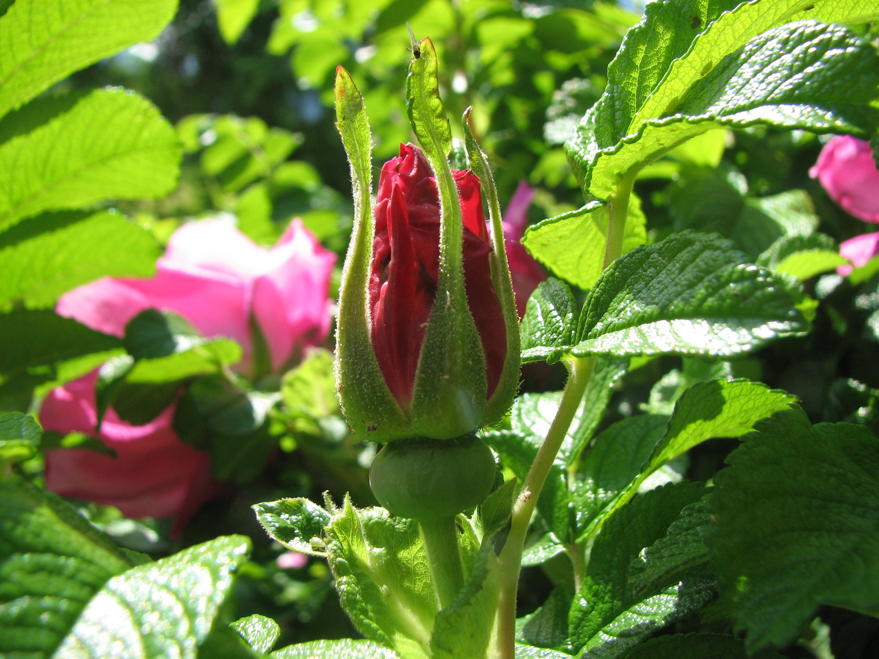 Kartoffelrose-Wildrose