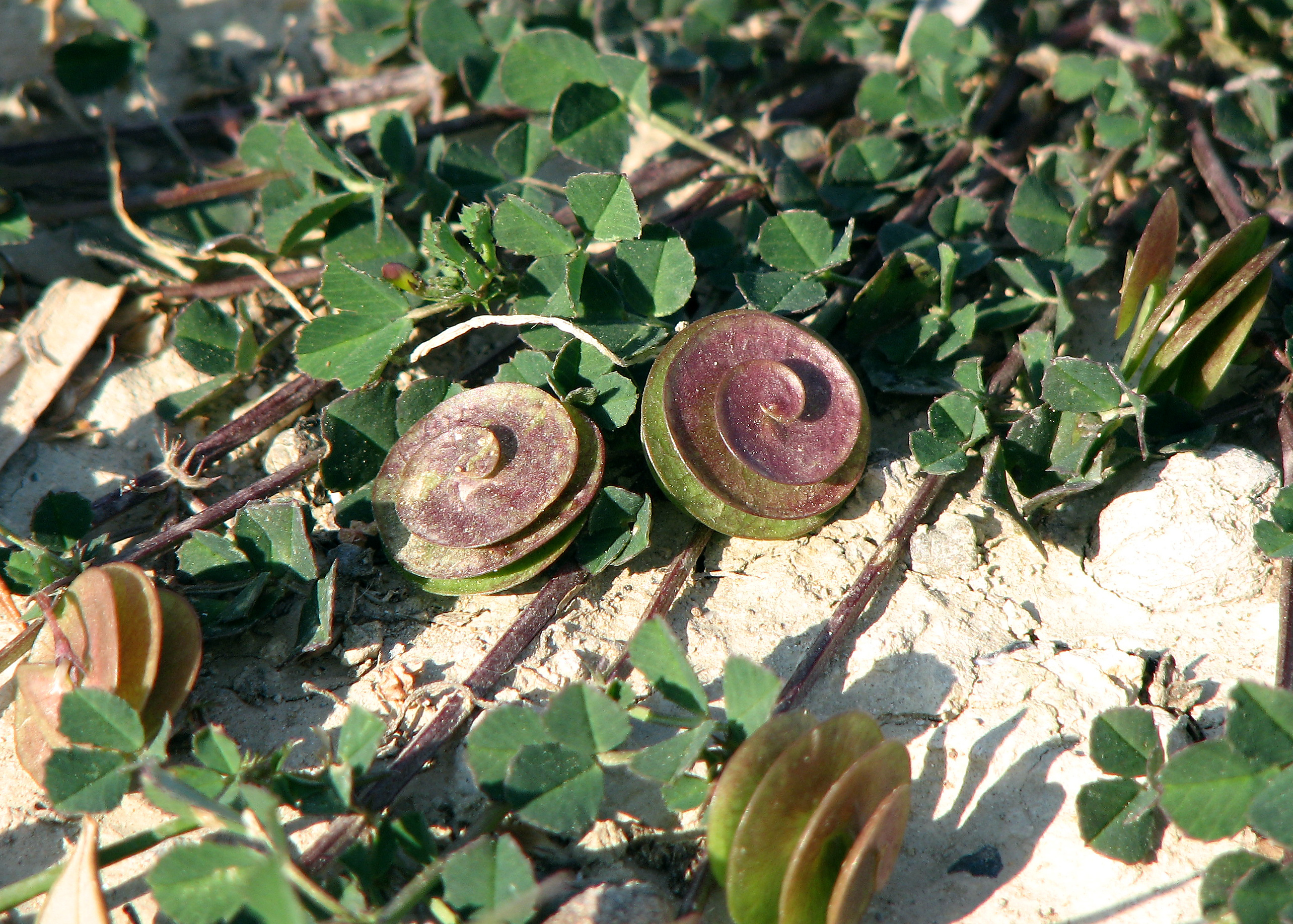 Scheibenschneckenklee