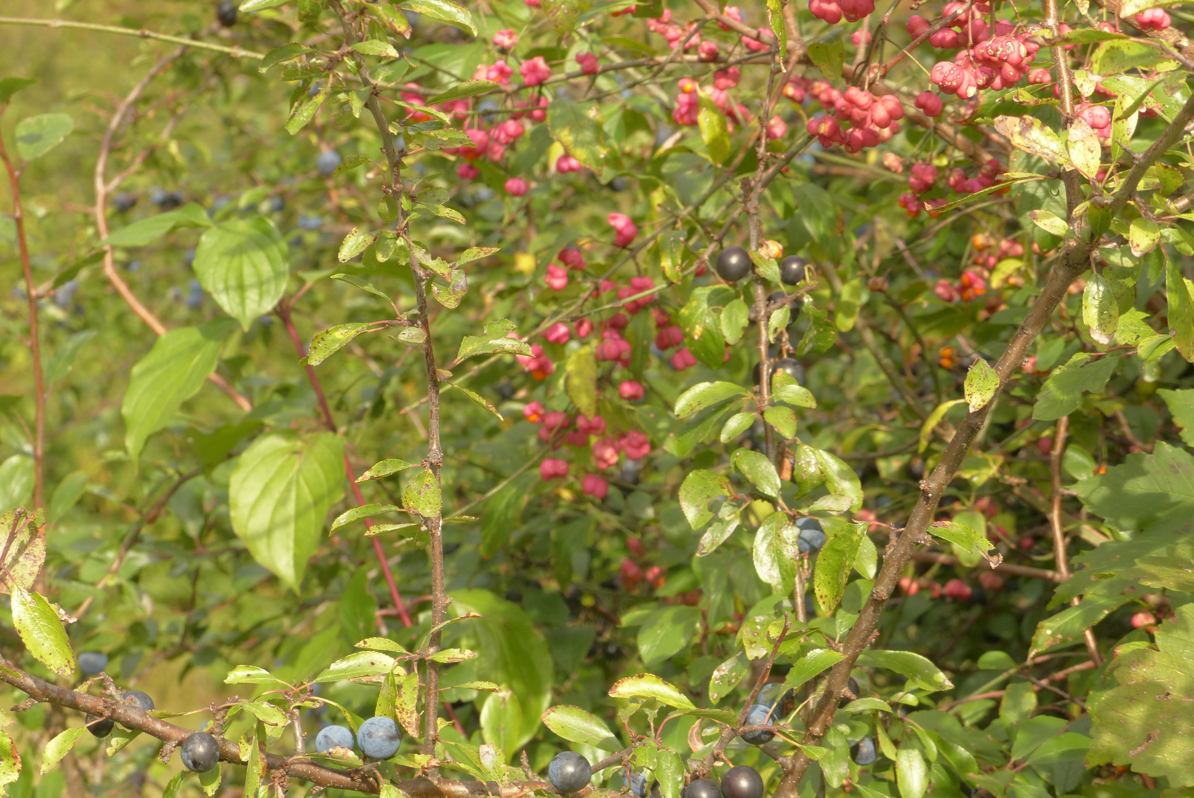 <p>Nicht empfehlenswert: das stark giftige <a data-entity-substitution="canonical" data-entity-type="node" data-entity-uuid="dabee4b6-fba3-4cd7-b2c8-f3d8da751af5" href="/node/719">Pfaffenhütchen </a> zwischen Früchten für die Küche (<a data-entity-substitution="canonical" data-entity-type="node" data-entity-uuid="9ac8b3d7-ca03-4c43-bbd7-78a22784c925" href="/node/734">Schlehdorn</a>, <a data-entity-substitution="canonical" data-entity-type="node" data-entity-uuid="5bd025a8-bee4-4eaf-bed6-7964278df91b" href="/node/736">Holunder</a>, <a data-entity-substitution="canonical" data-entity-type="node" data-entity-uuid="d1a3a704-00a0-4a40-873b-82899d17a203" href="/node/1188">Heckenrose</a>).</p>