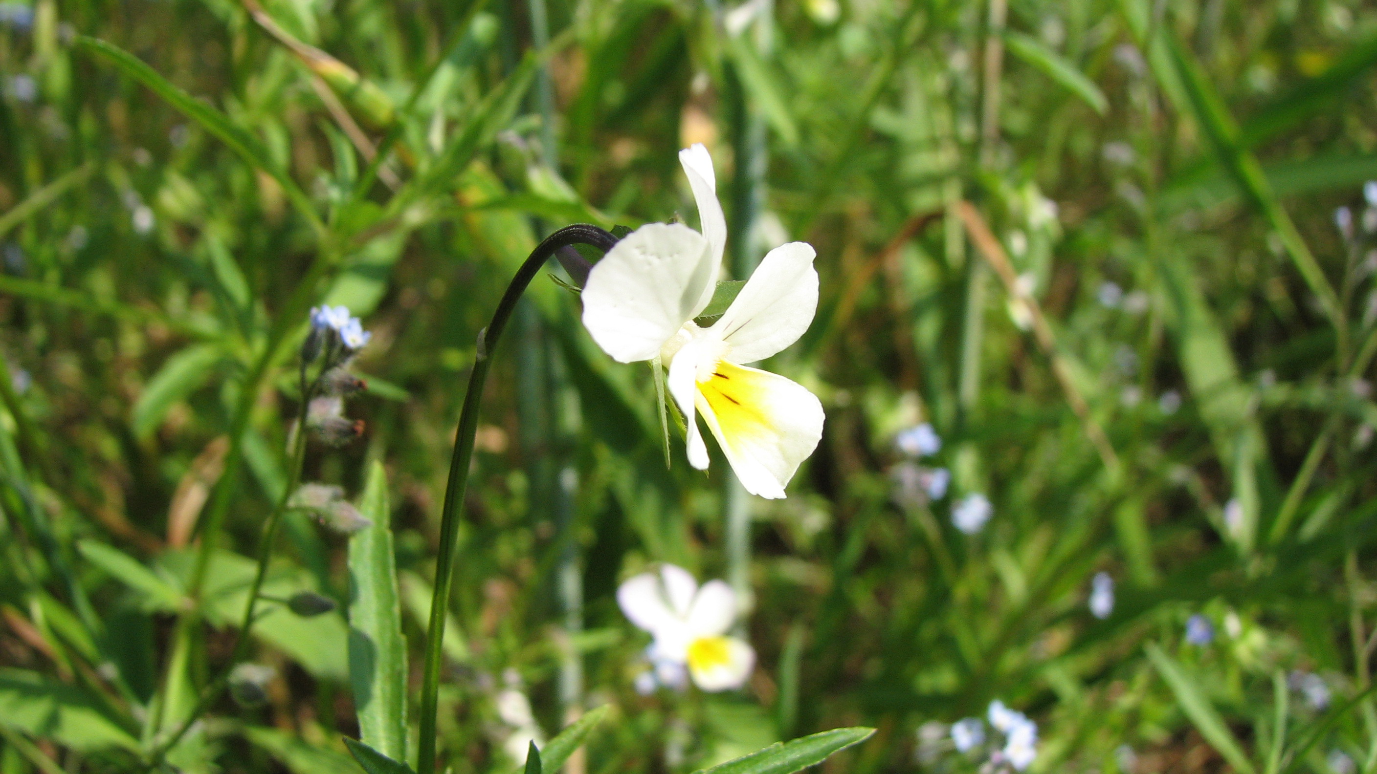 Ackerstiefmütterchen