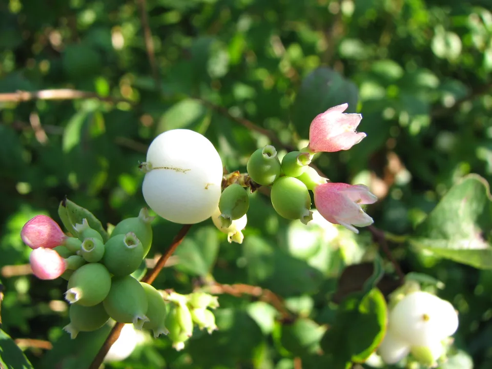 Gewöhnliche Schneebeere