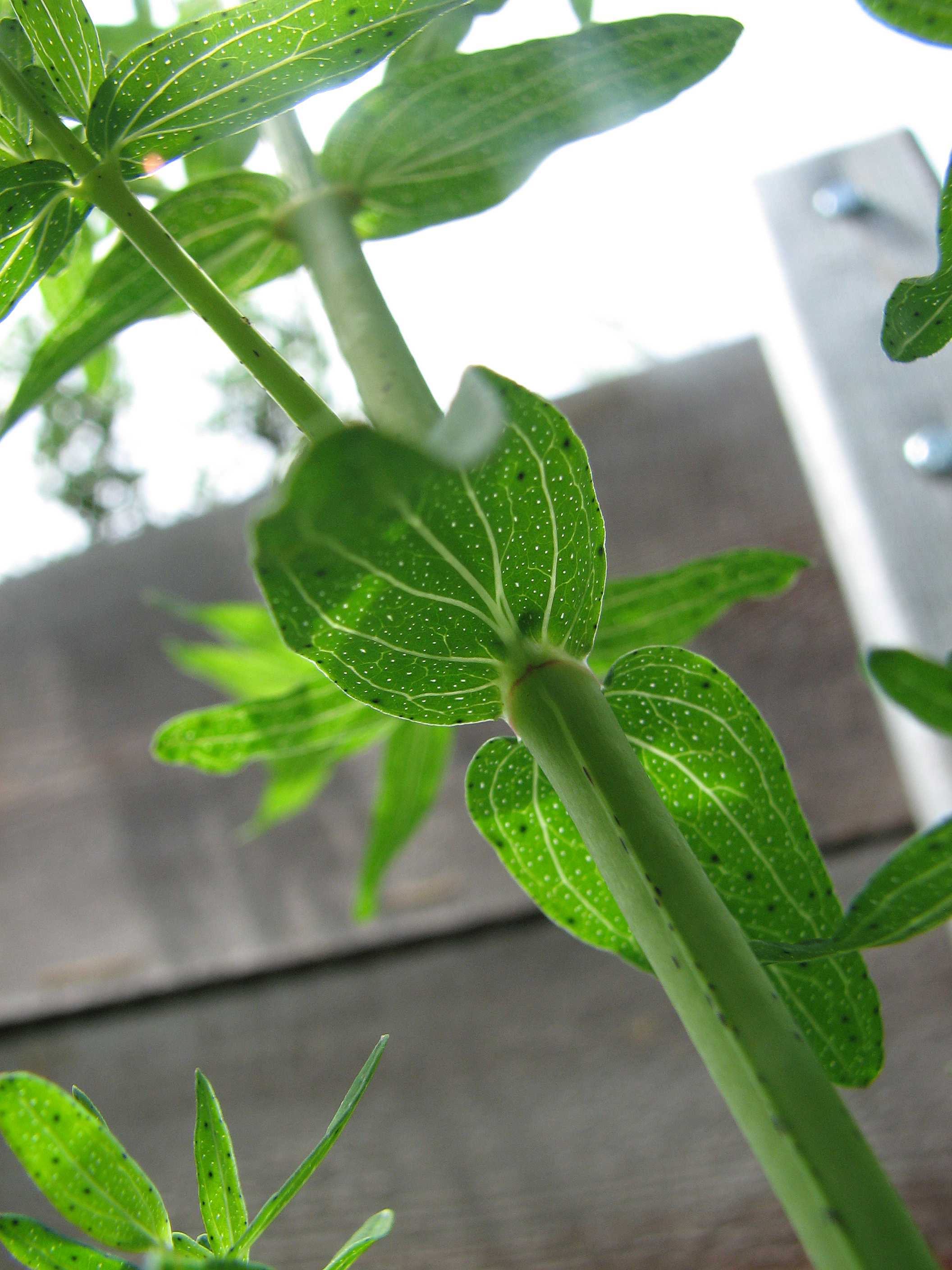 Echtes Johanniskraut