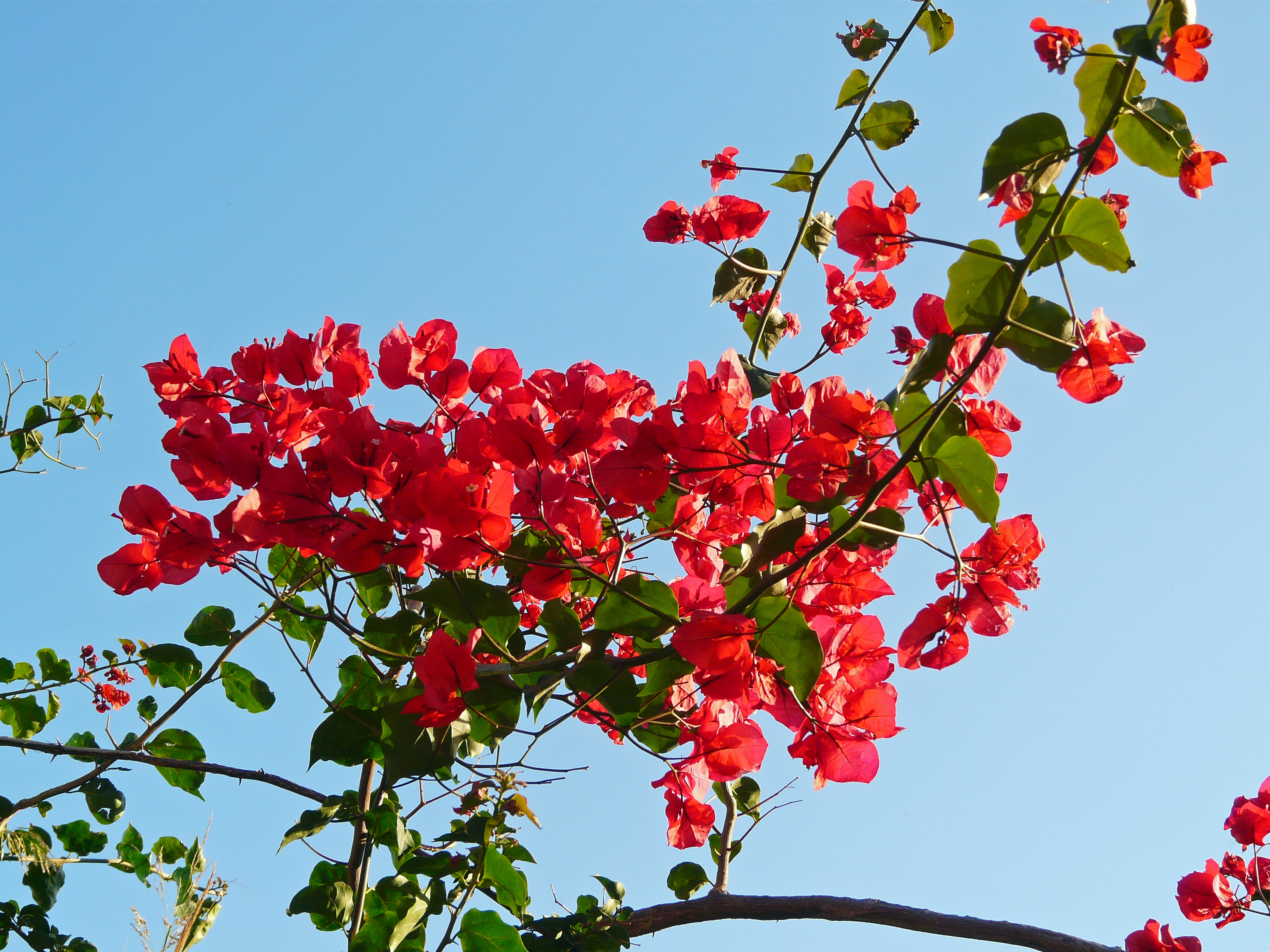 Bougainvillea