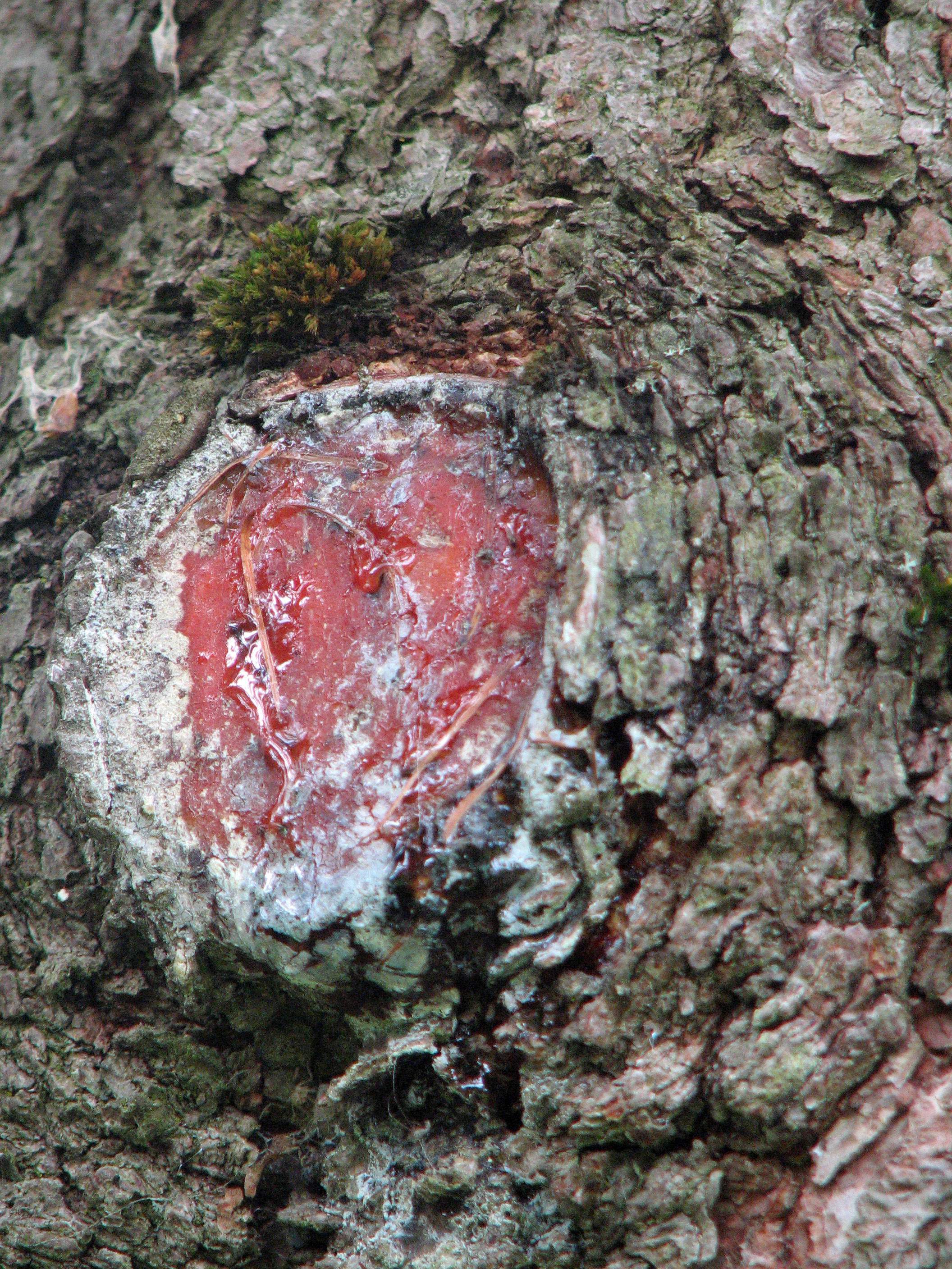 Europäische Lärche