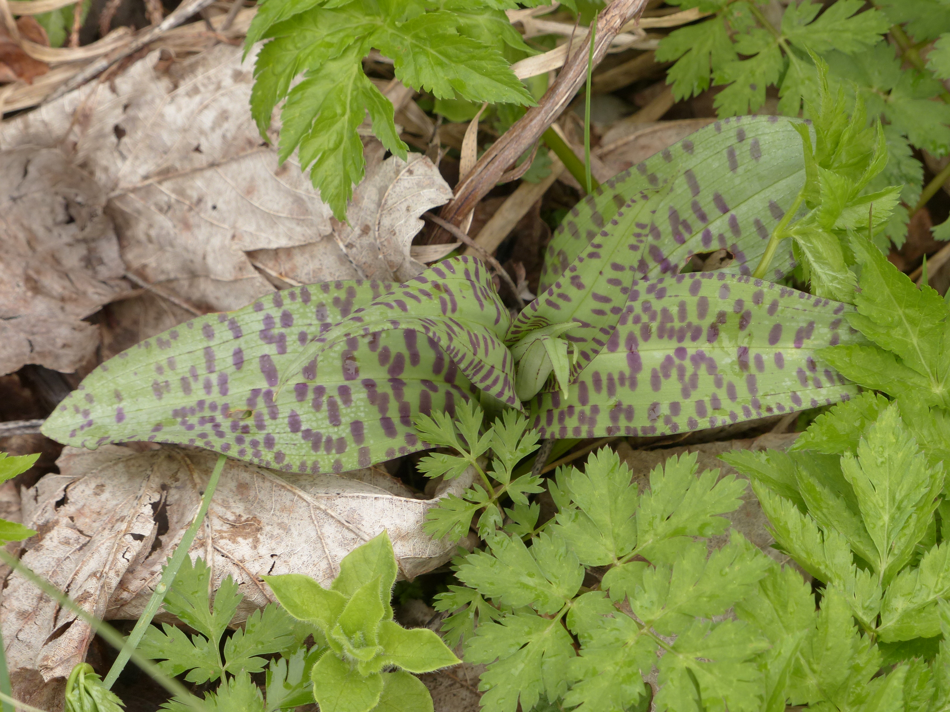 Breitblättrige Fingerwurz