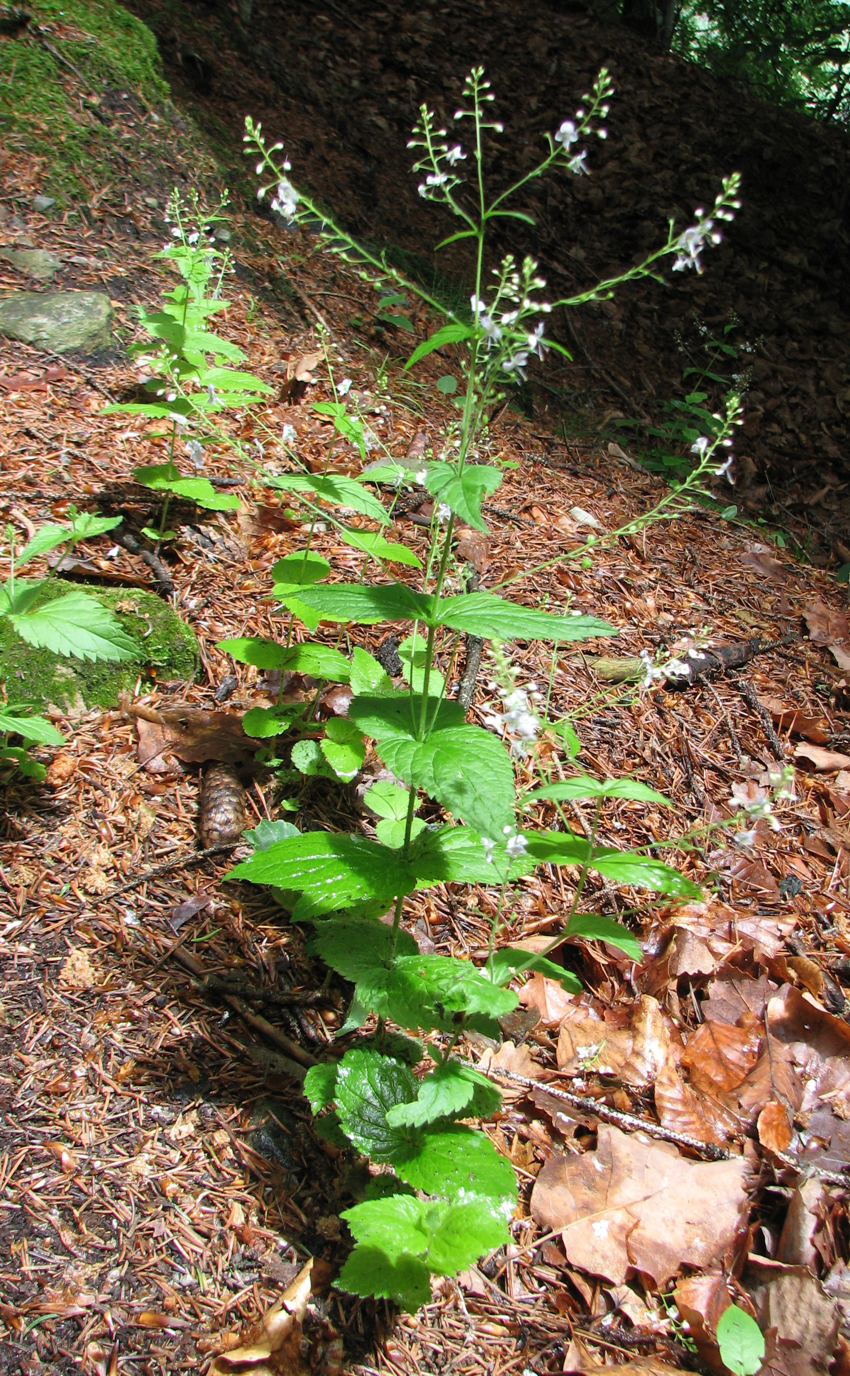 Nesselblättriger Ehrenpreis