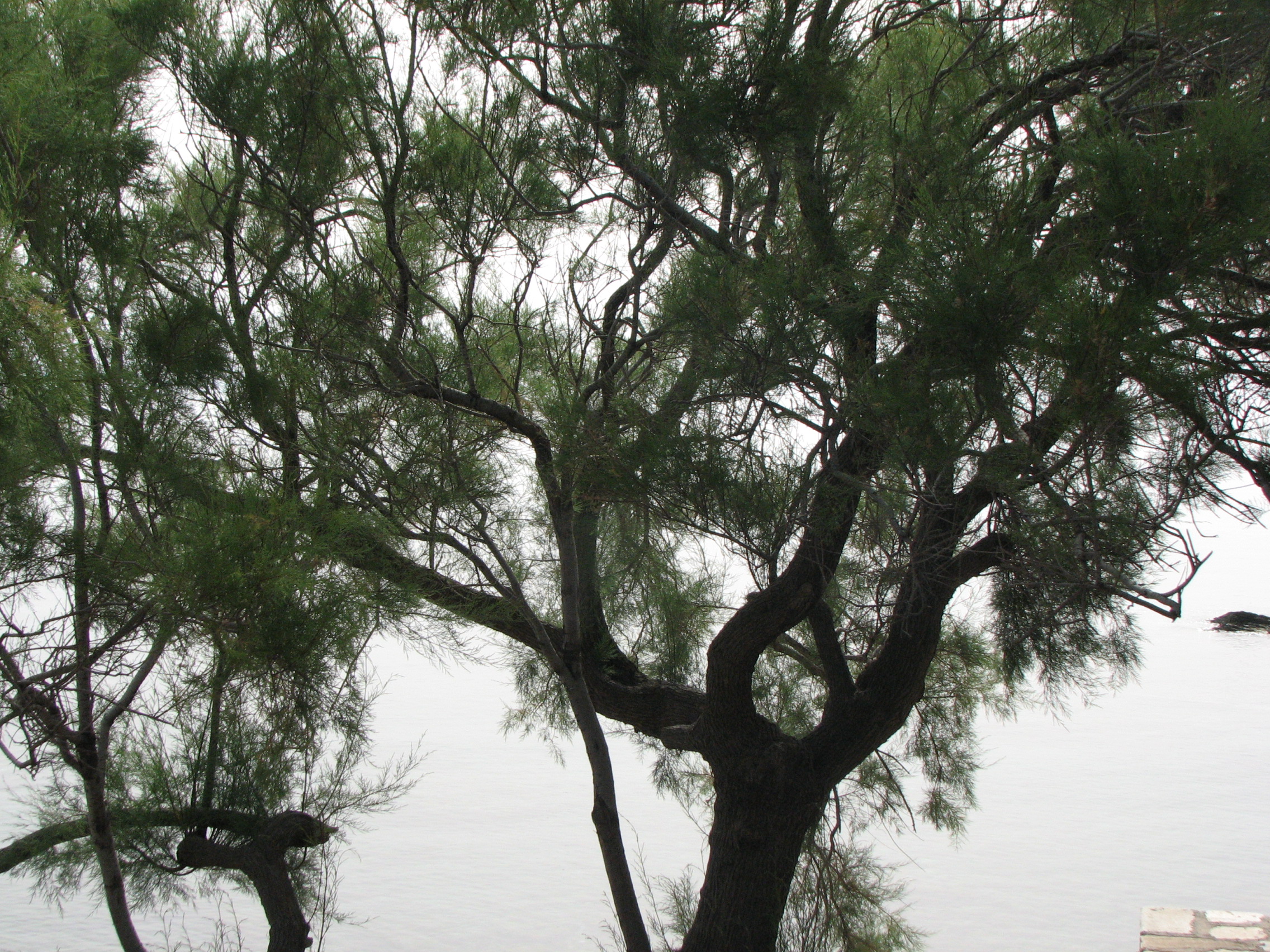 Kleinblütige Tamariske