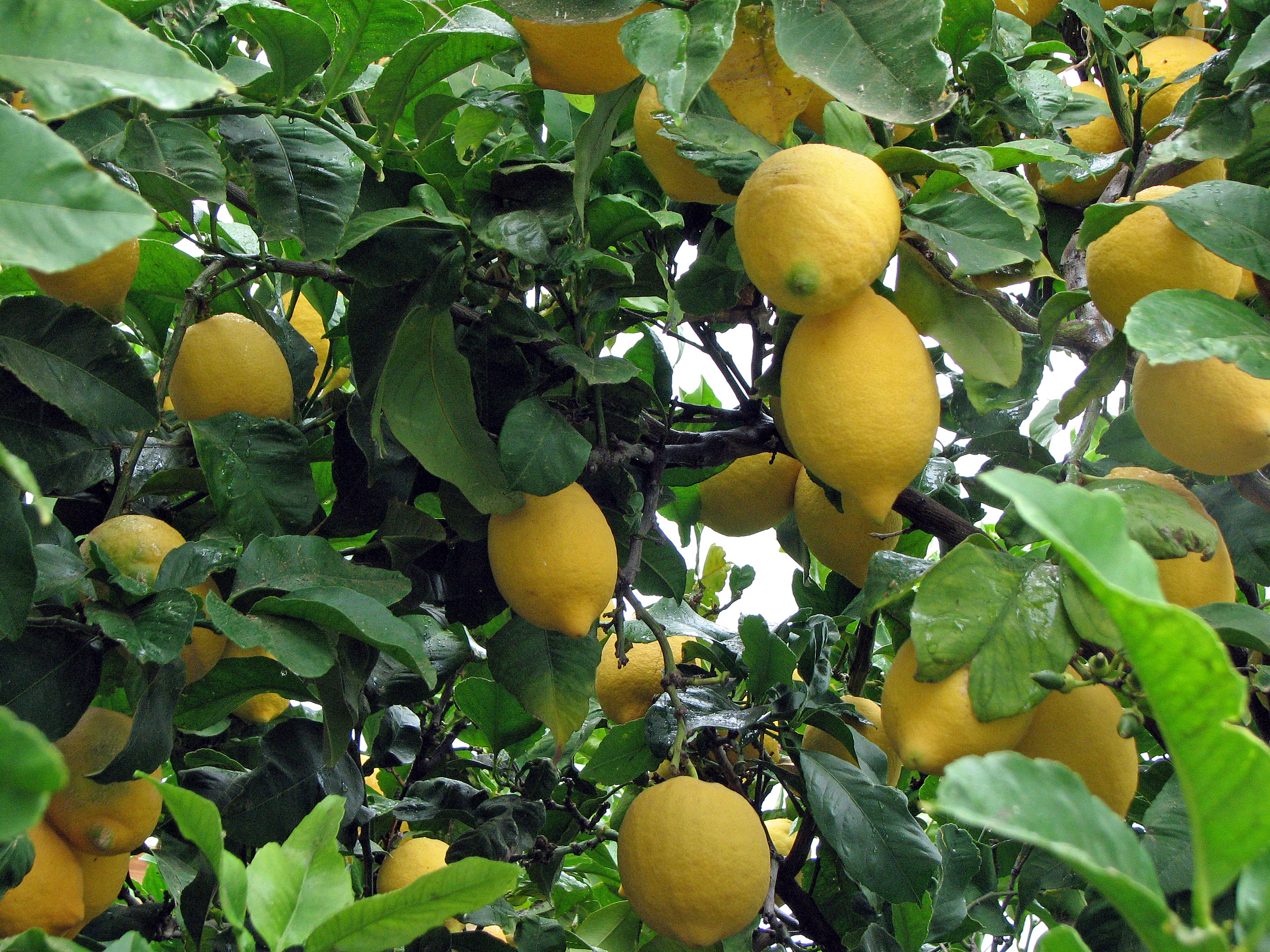 <p>Reife Zitronen</p>