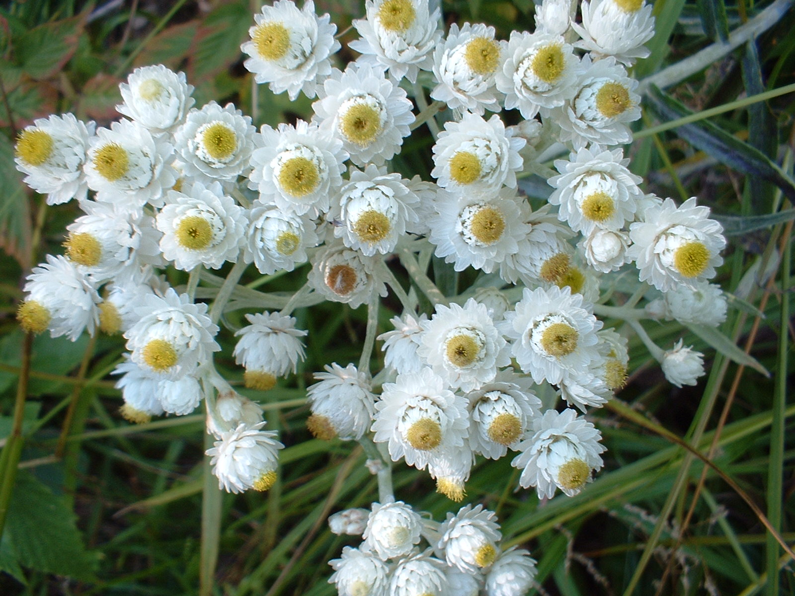 Perlkörbchen