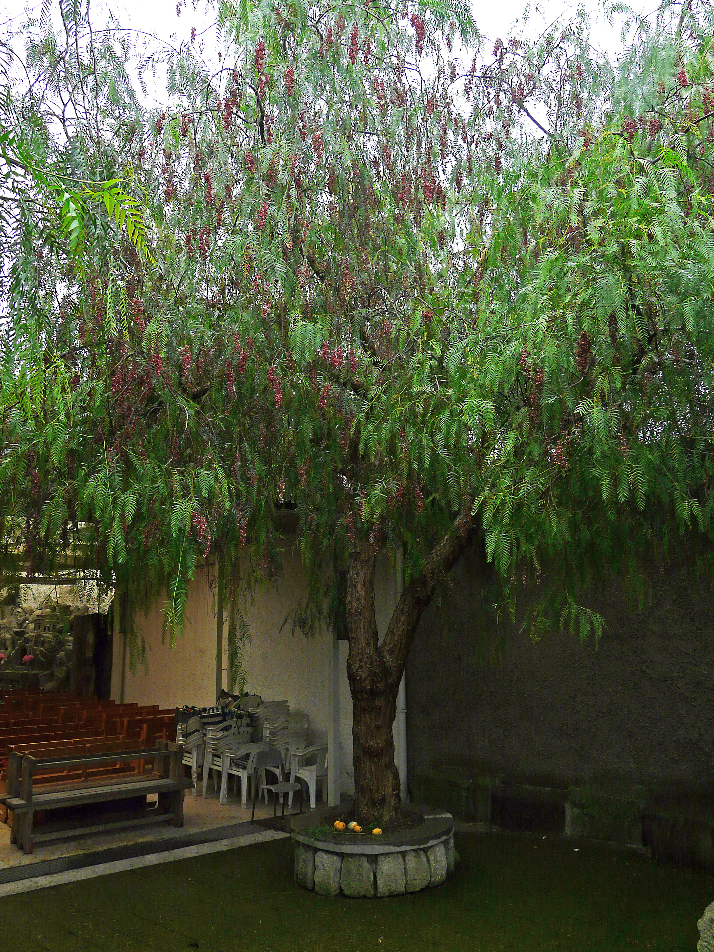 Peruanischer Pfefferbaum