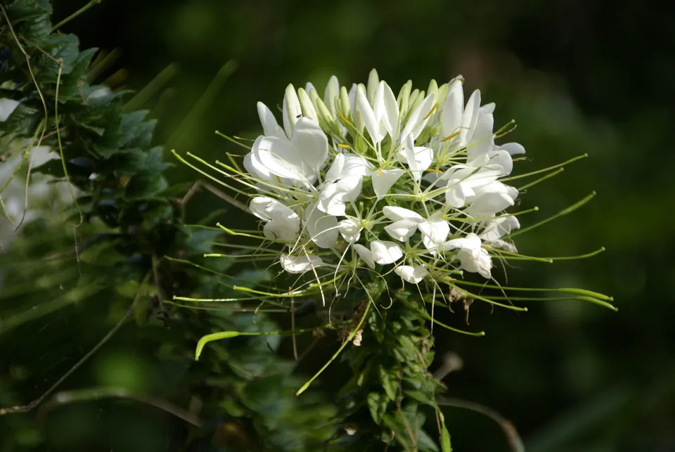 Dornige Spinnenpflanze