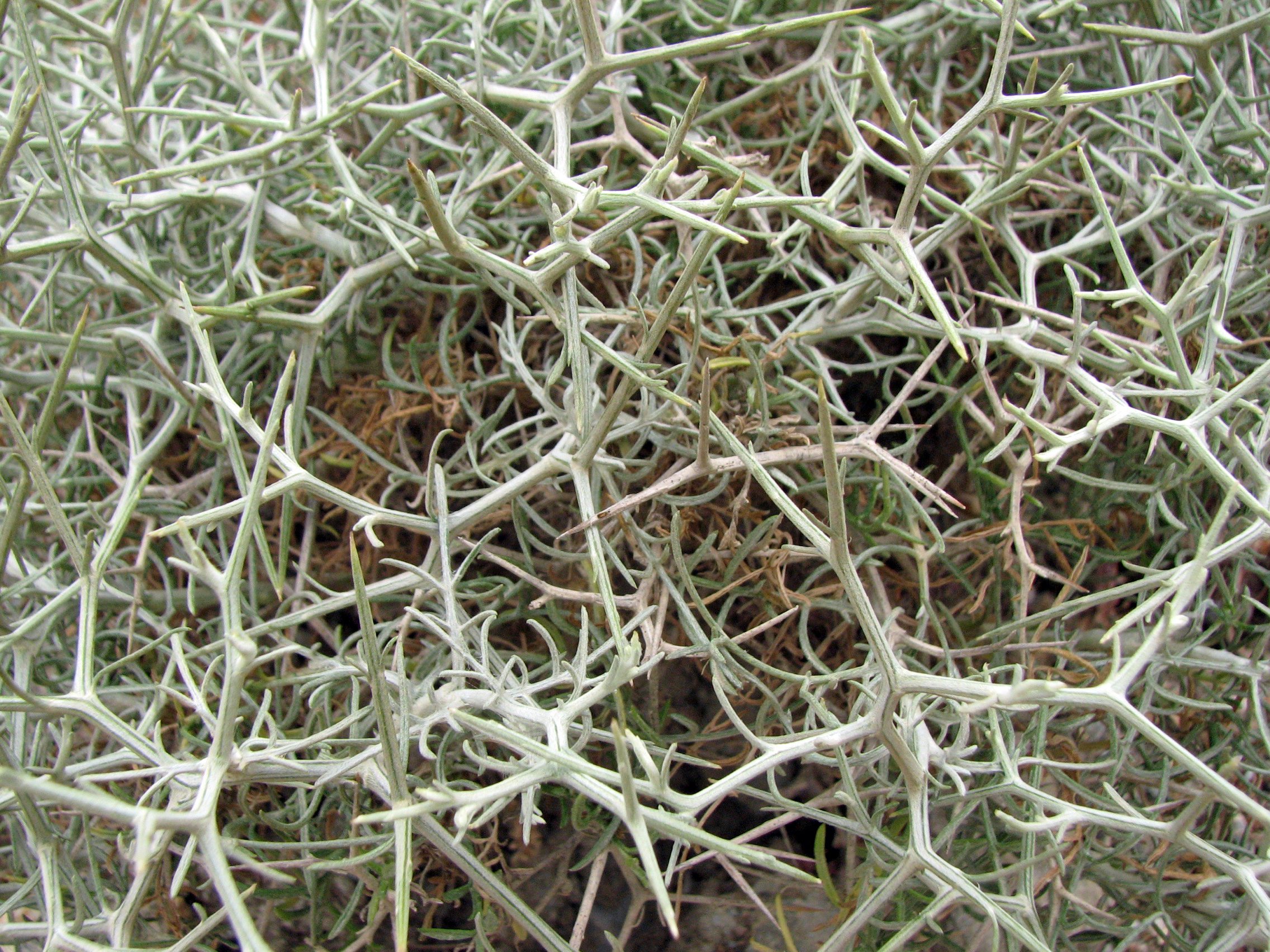 Dornige Flockenblume