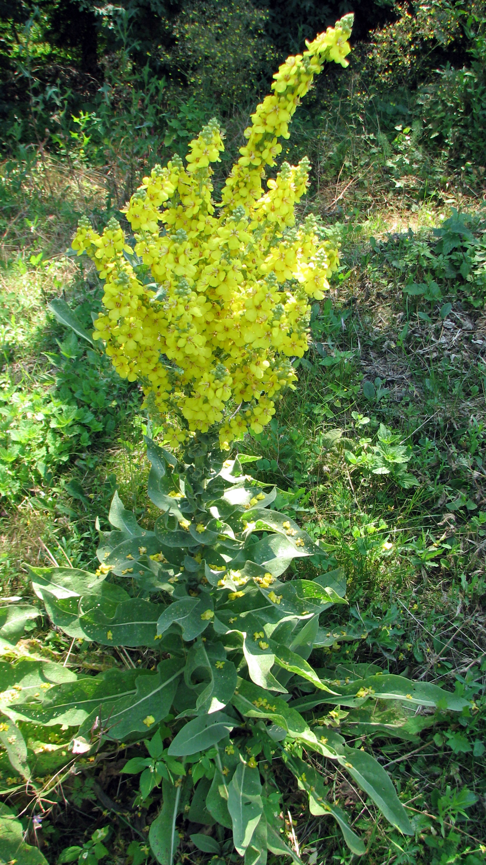 Mehlige Königskerze