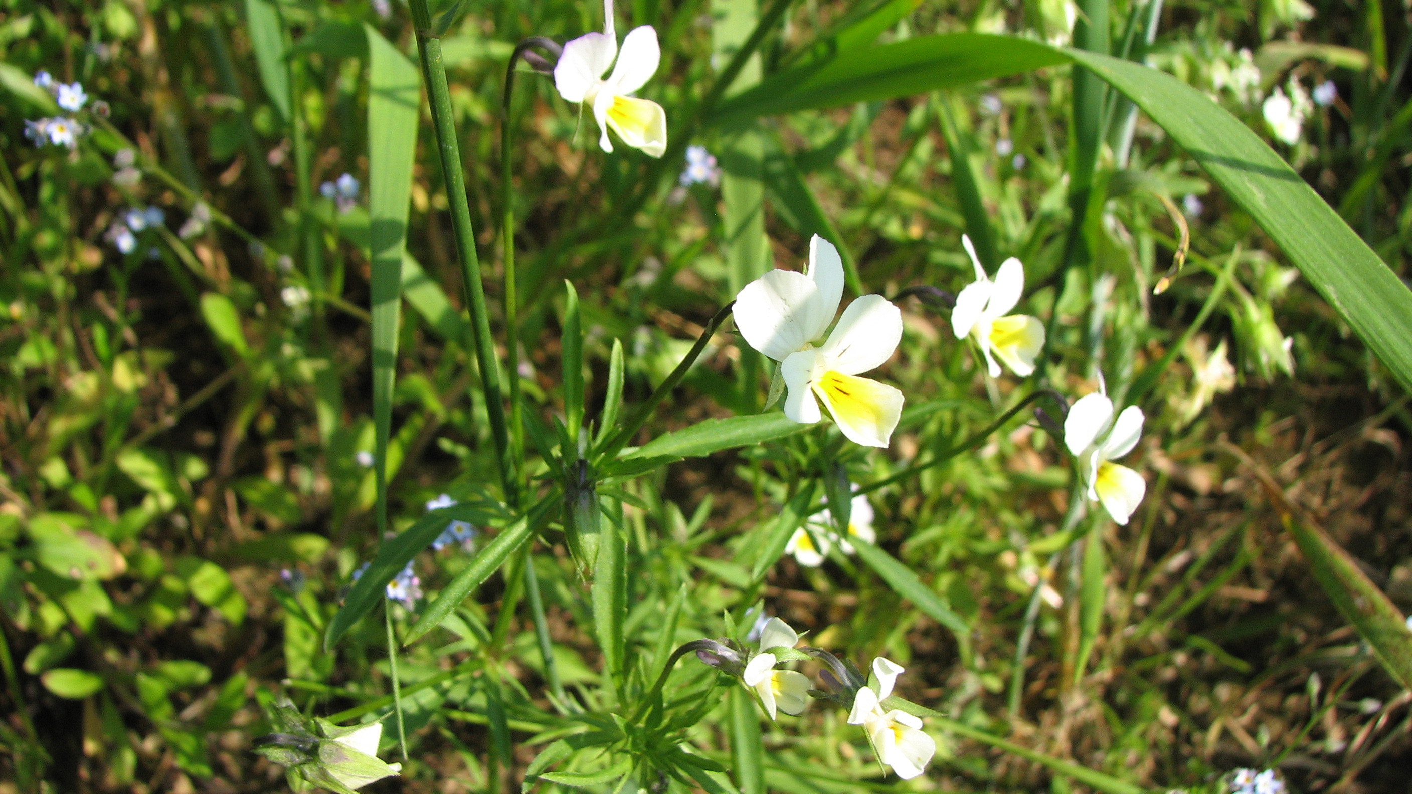 Ackerstiefmütterchen