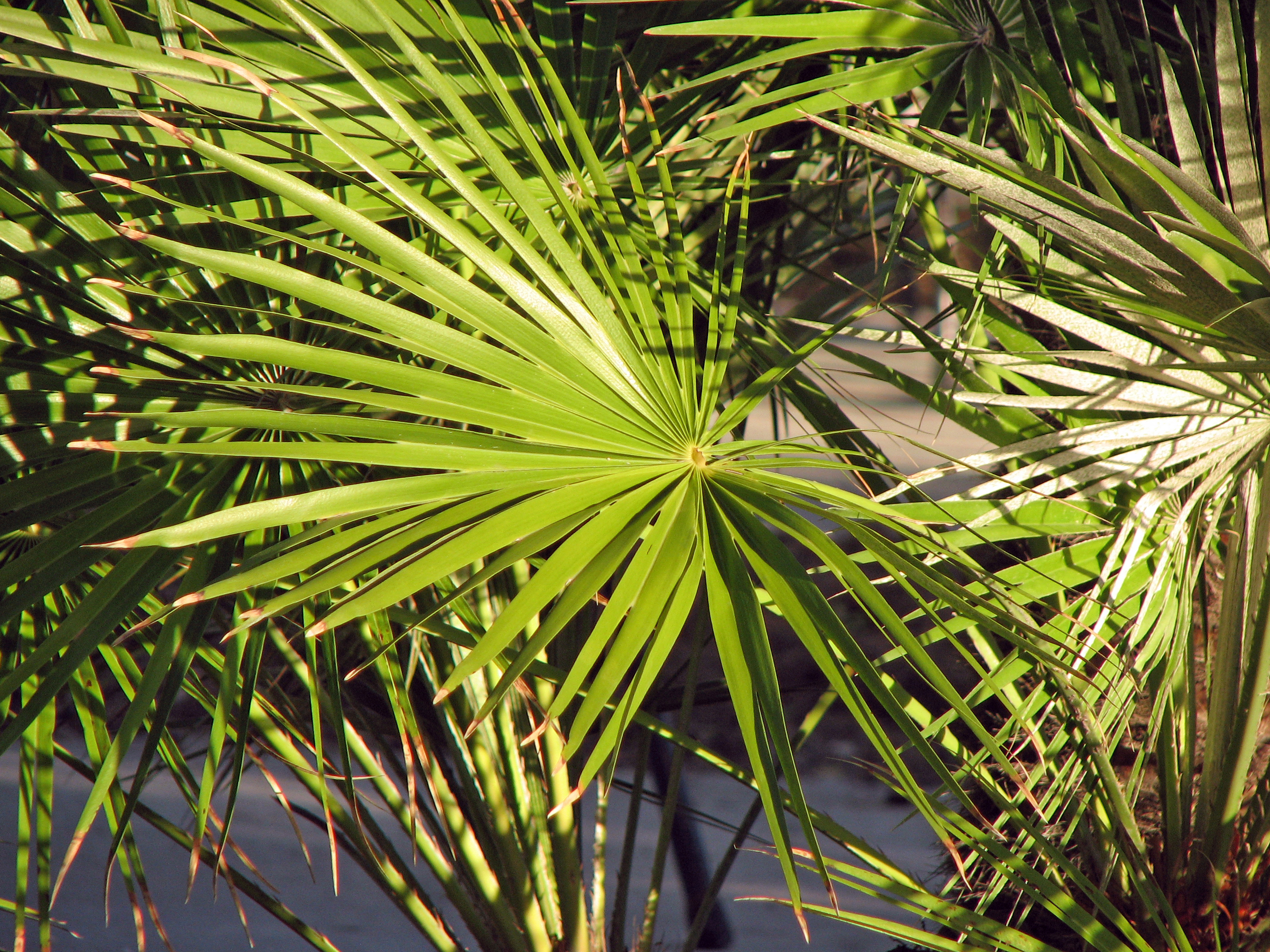 Chinesische Hanfpalme