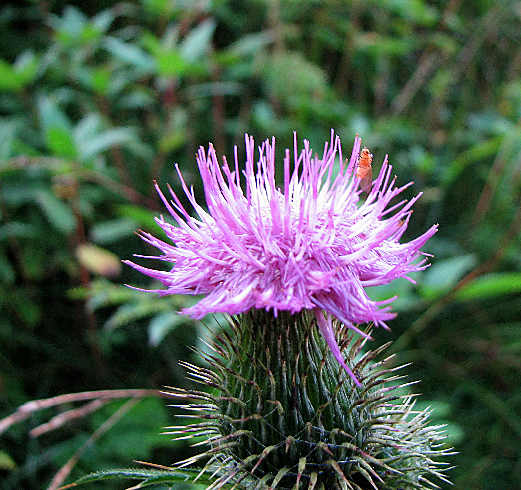 Gewöhnliche Kratzdistel
