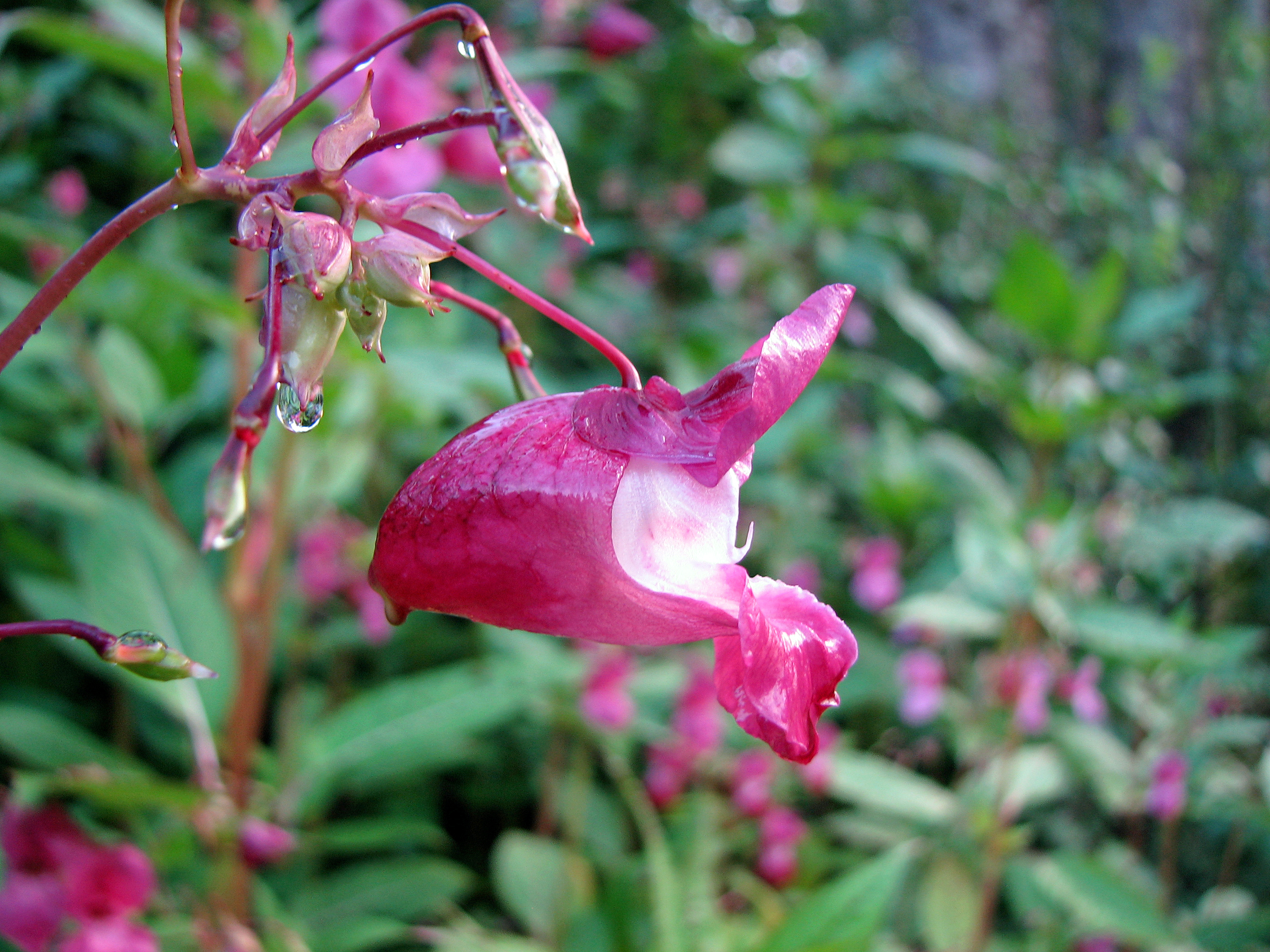 Drüsiges Springkraut