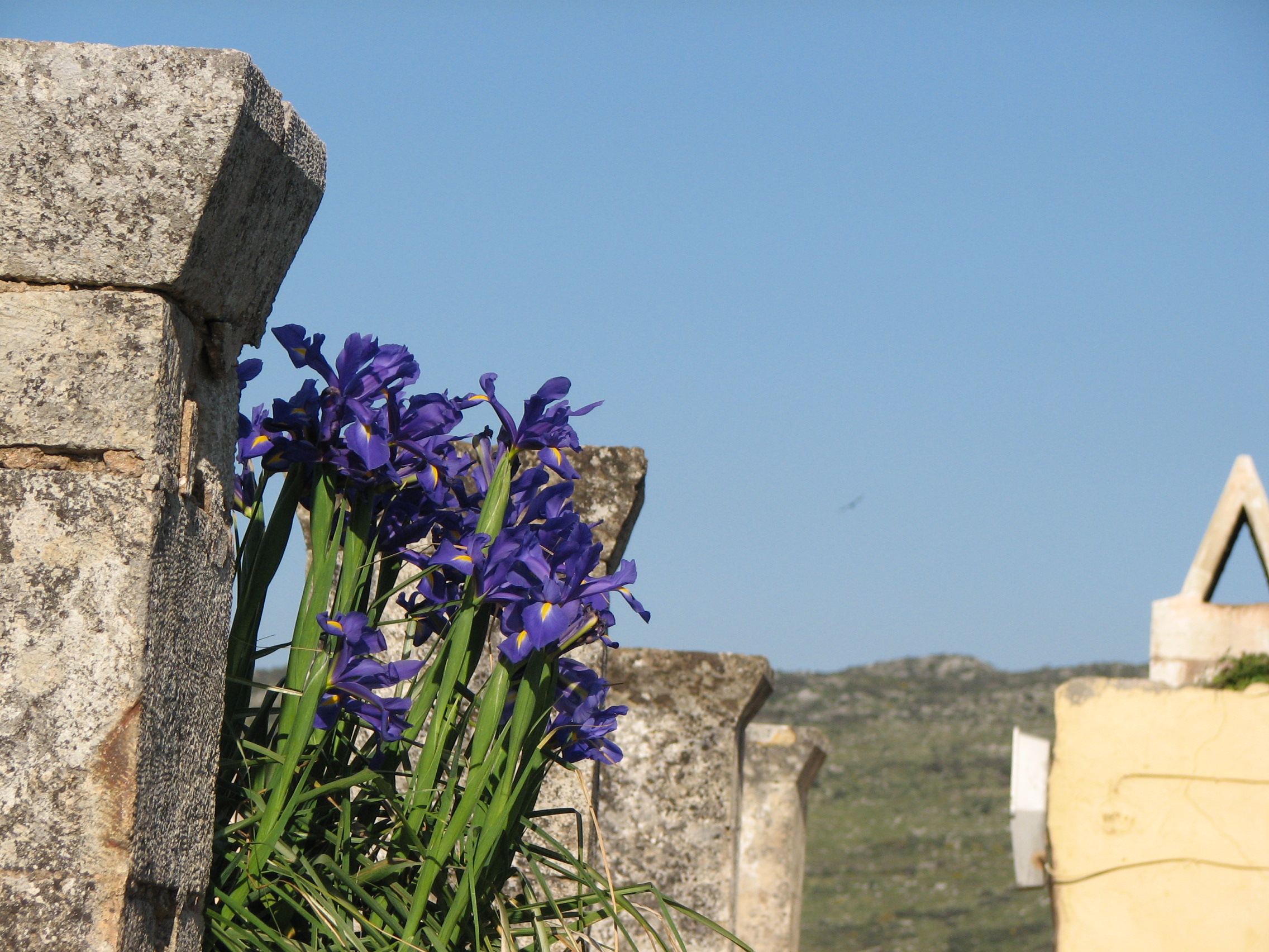 Mittags-Schwertlilie