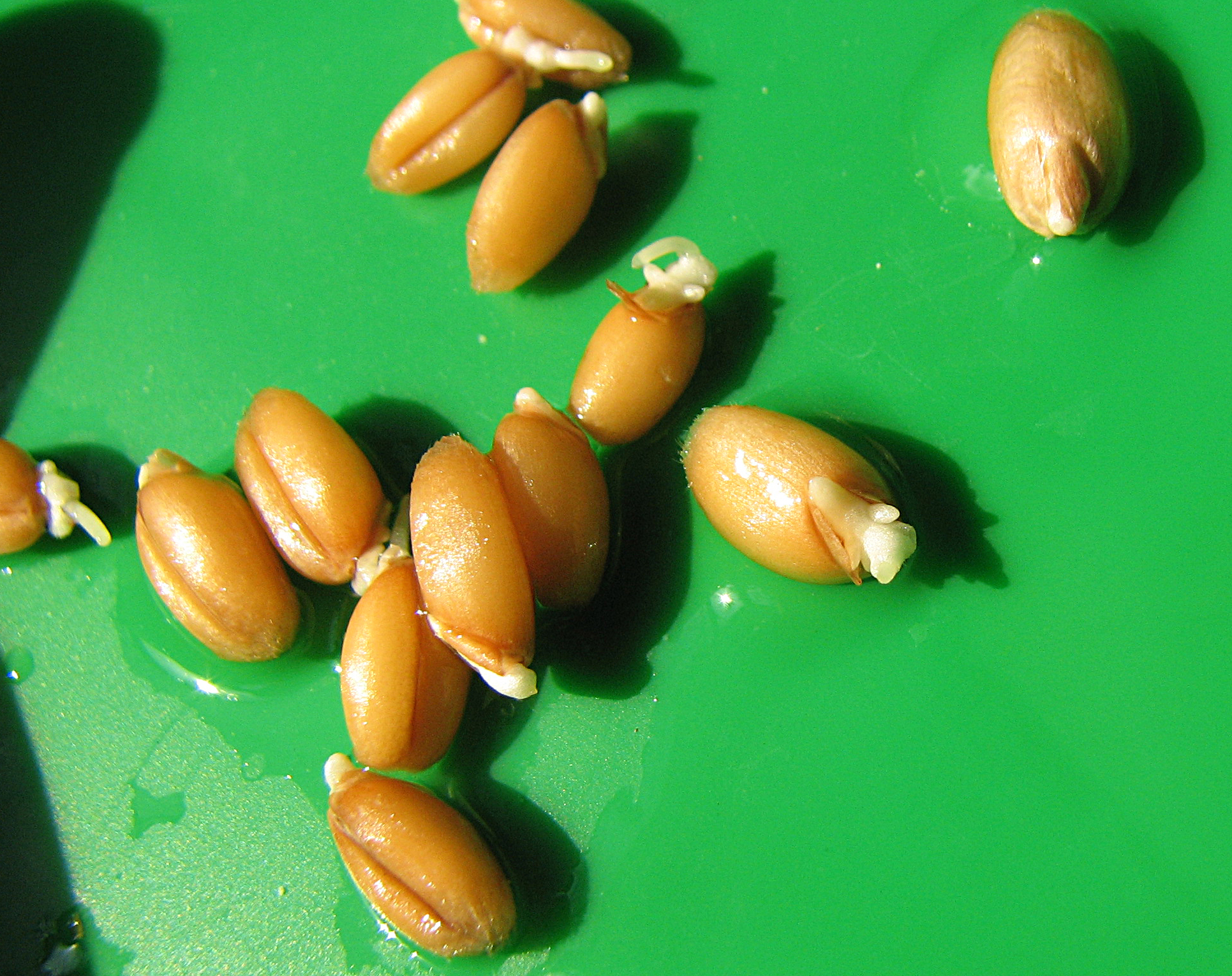 <p>Angekeimte, ungeschälte Weizenkörner im richtigen Stadium für die Malzherstellung für ein Weizenbier!</p>
