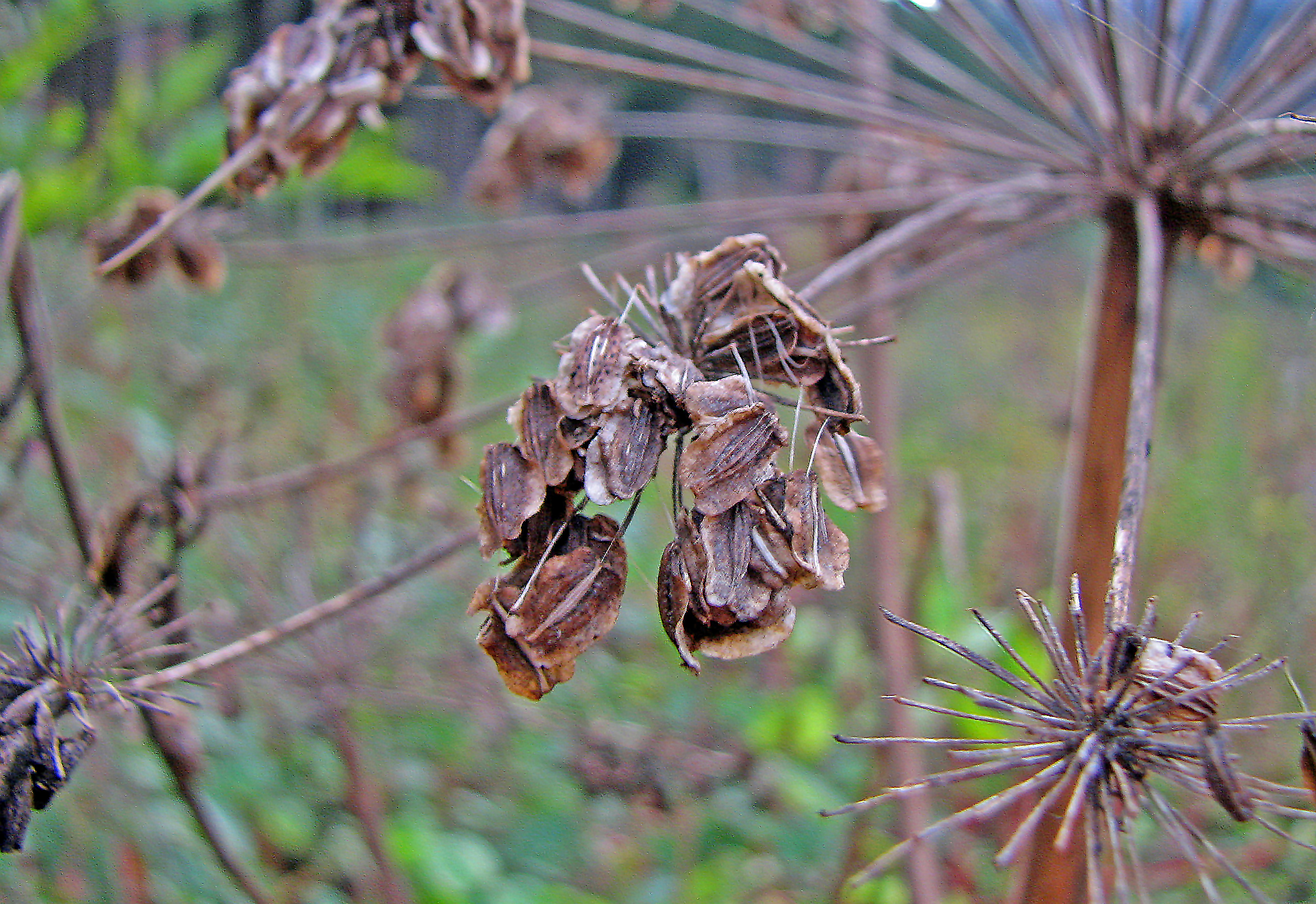 Grissini "Engelwurzeln"
