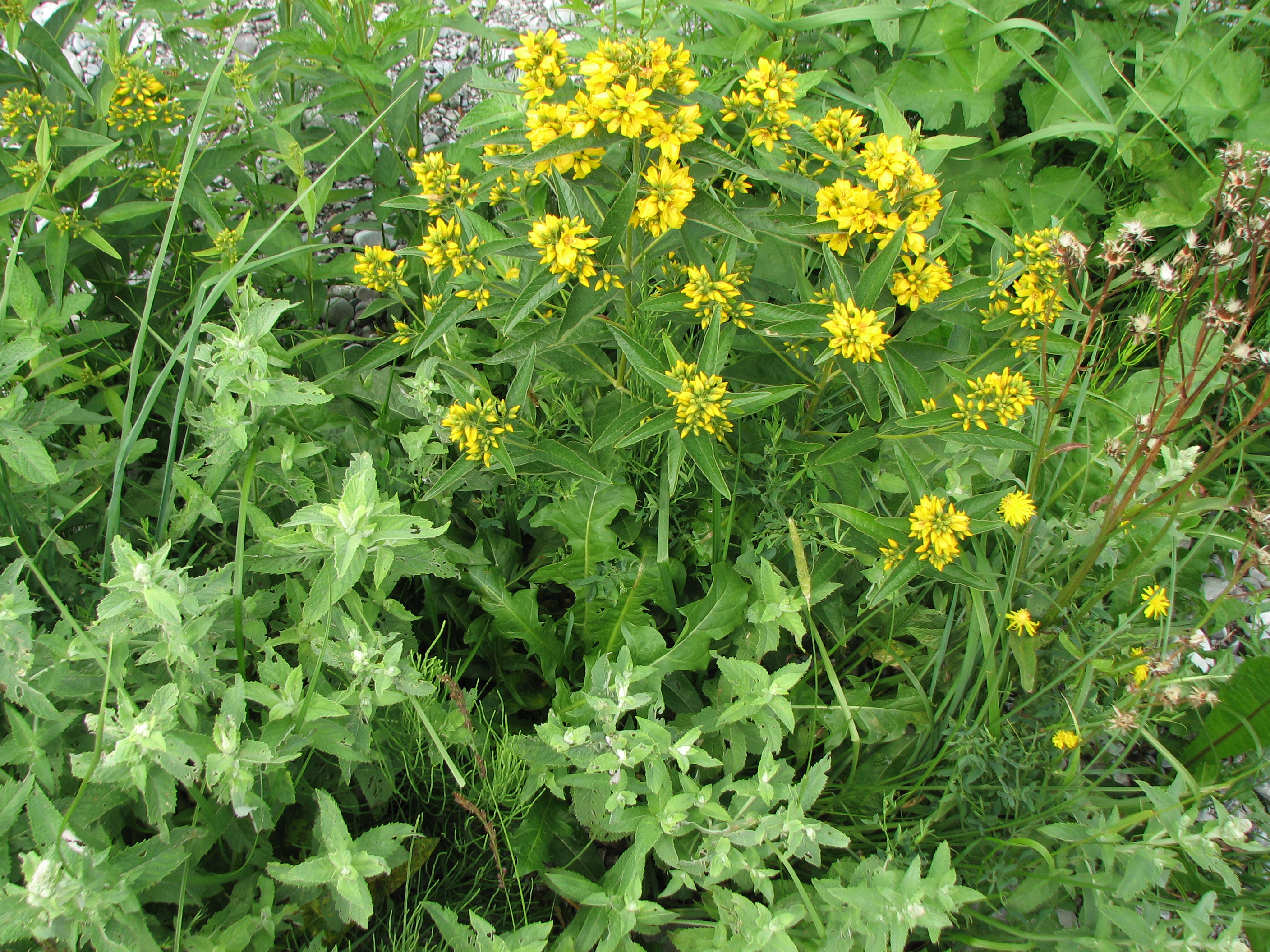 Gewöhnlicher Gilbweiderich